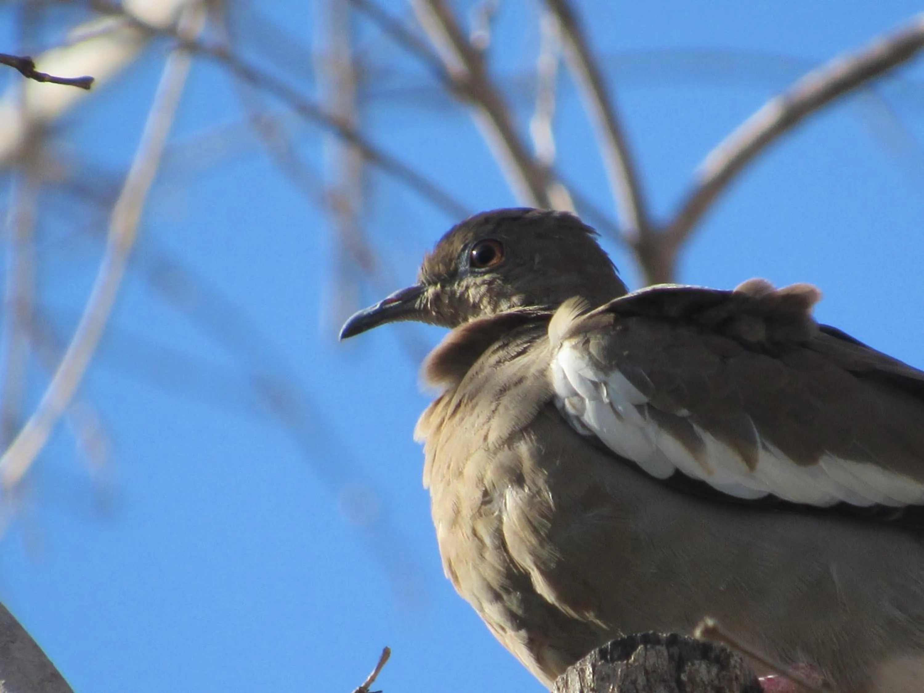 Animals in Casas del Toro Playa Flamingo