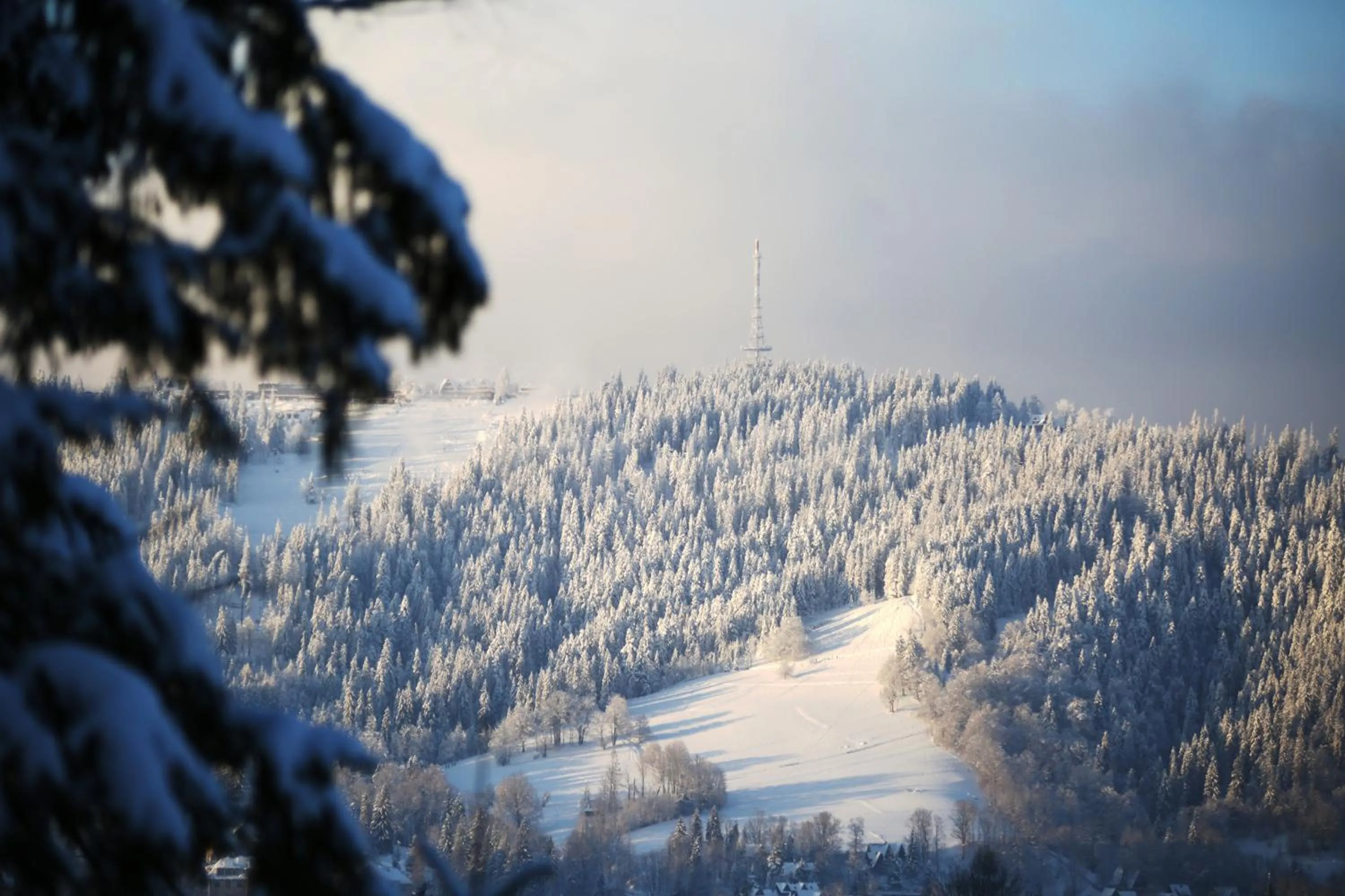 Winter in Green Deer Premium