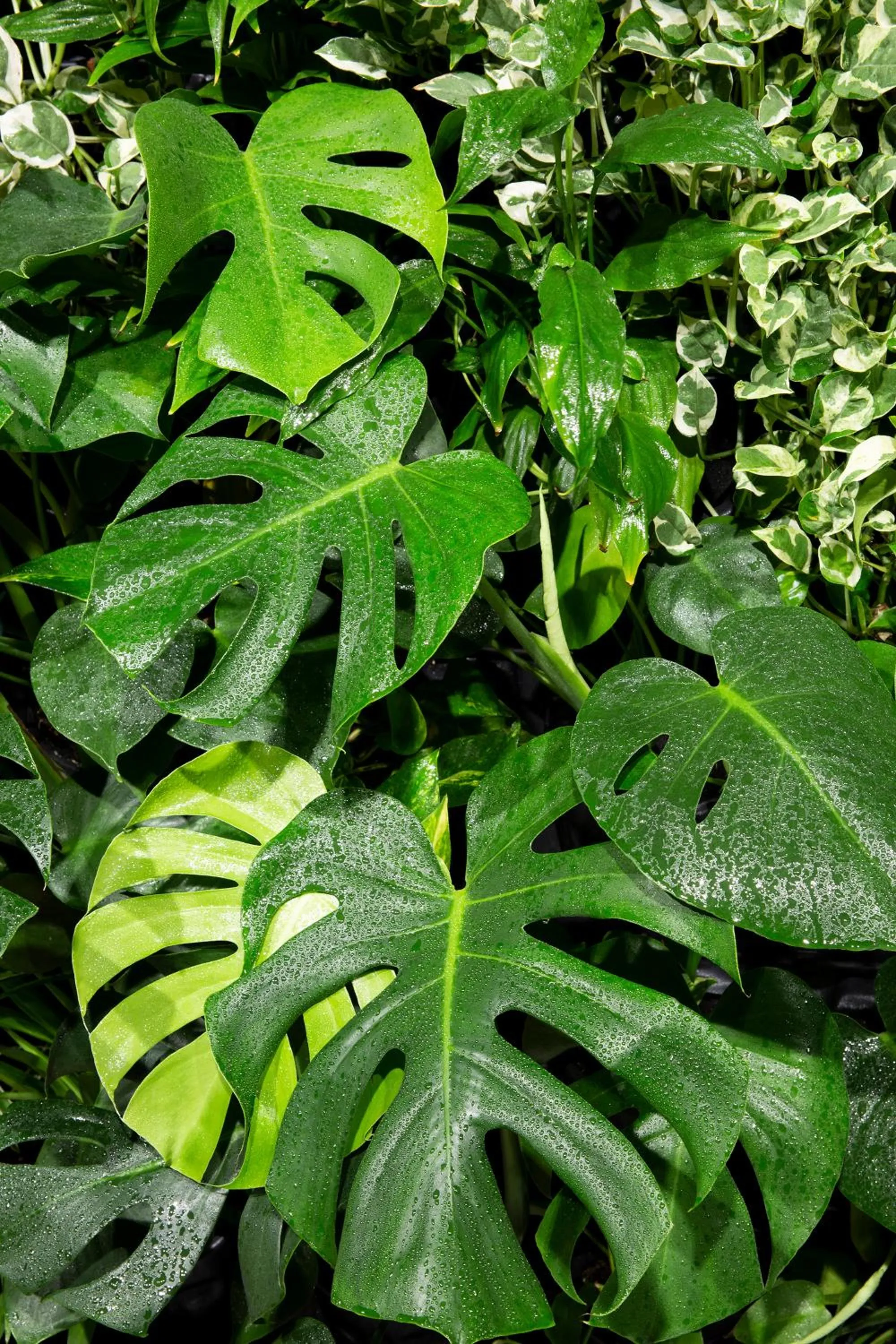 Activities in Green Deer Premium