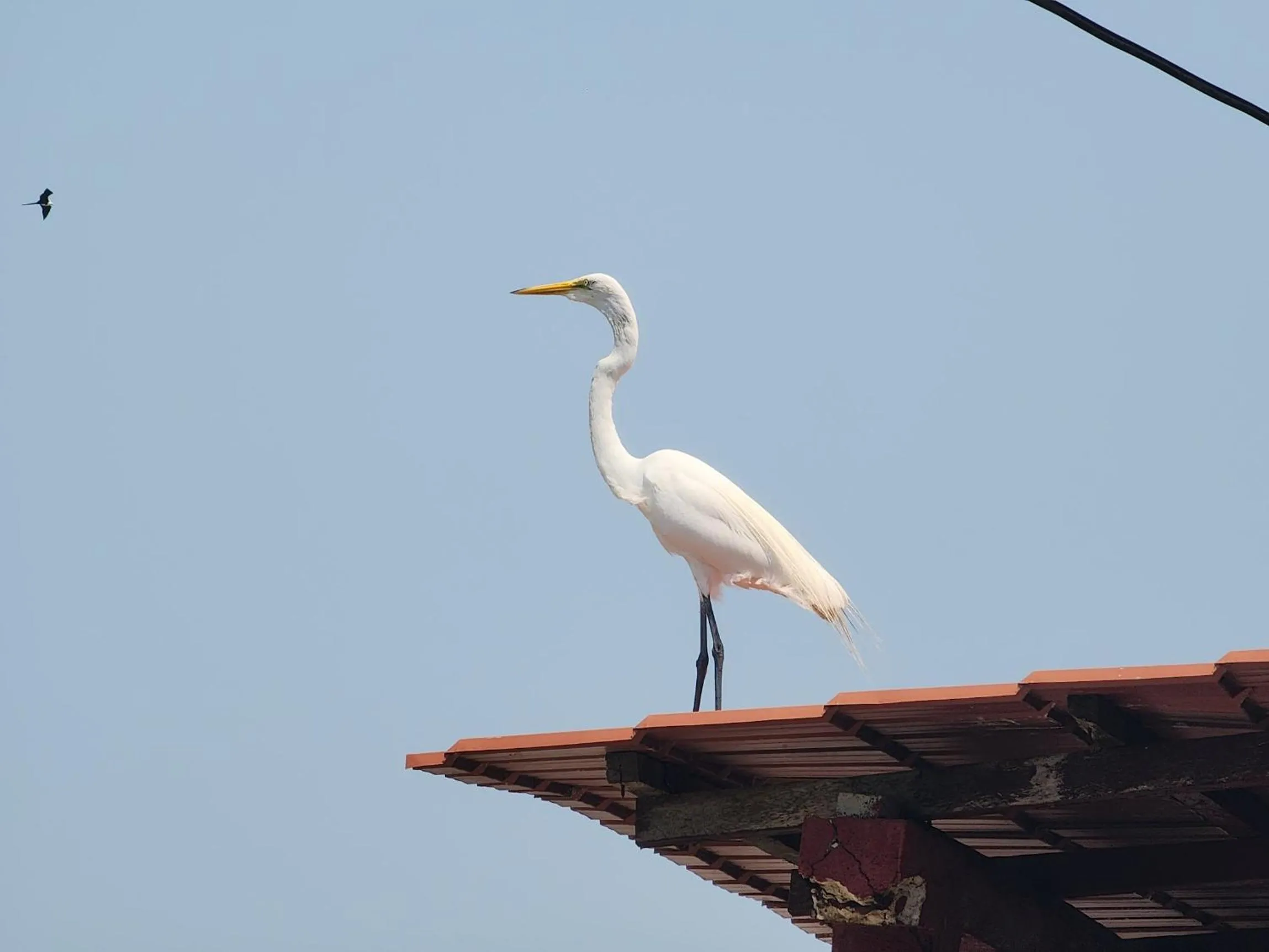 Animals in Hotel El Delfin