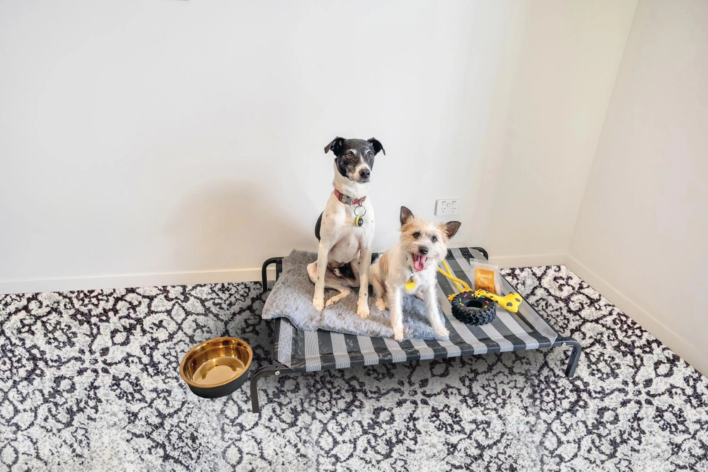 Pets in Roomie Apartment Hotel