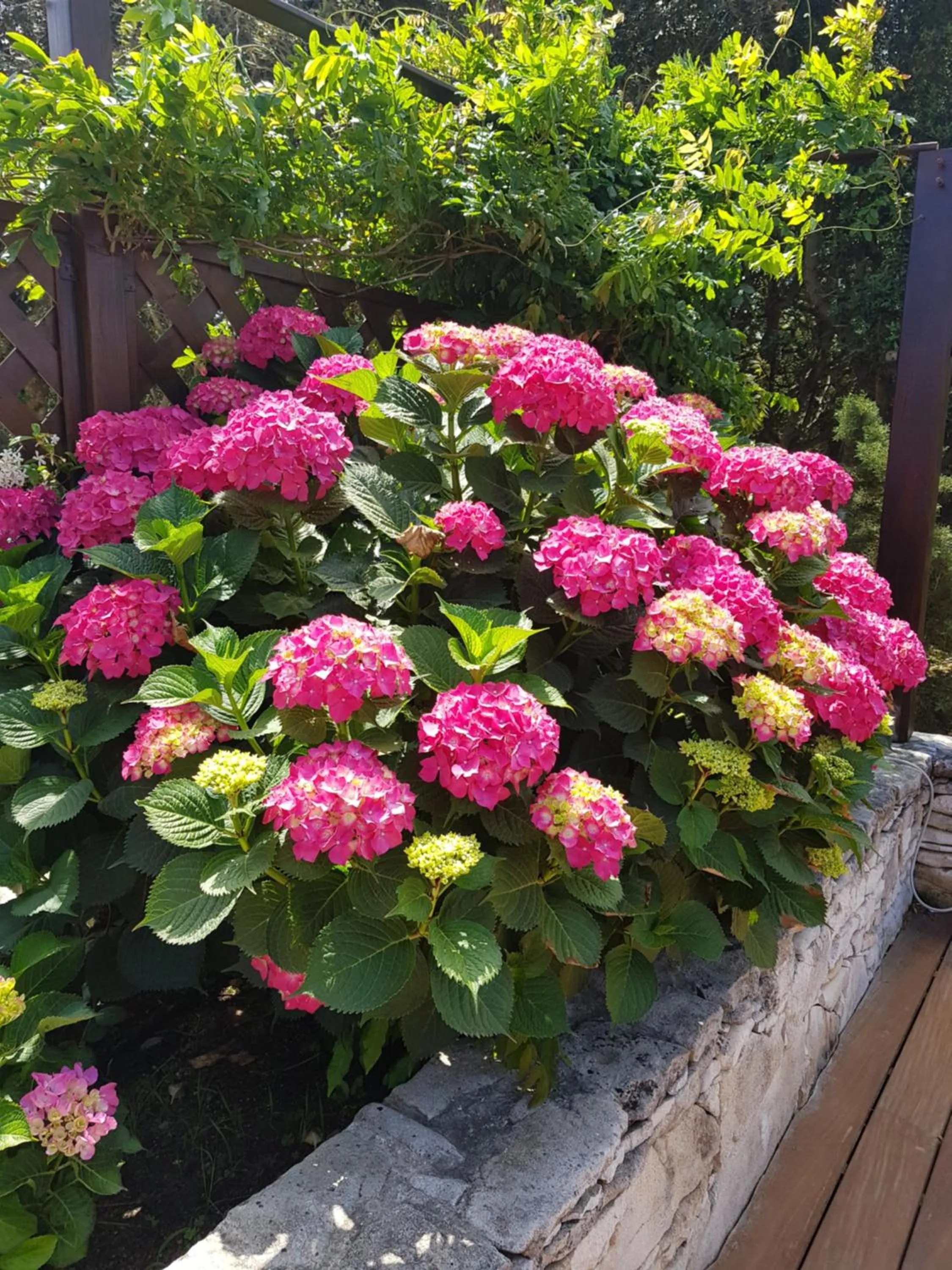 Spring in Poisson Rouge