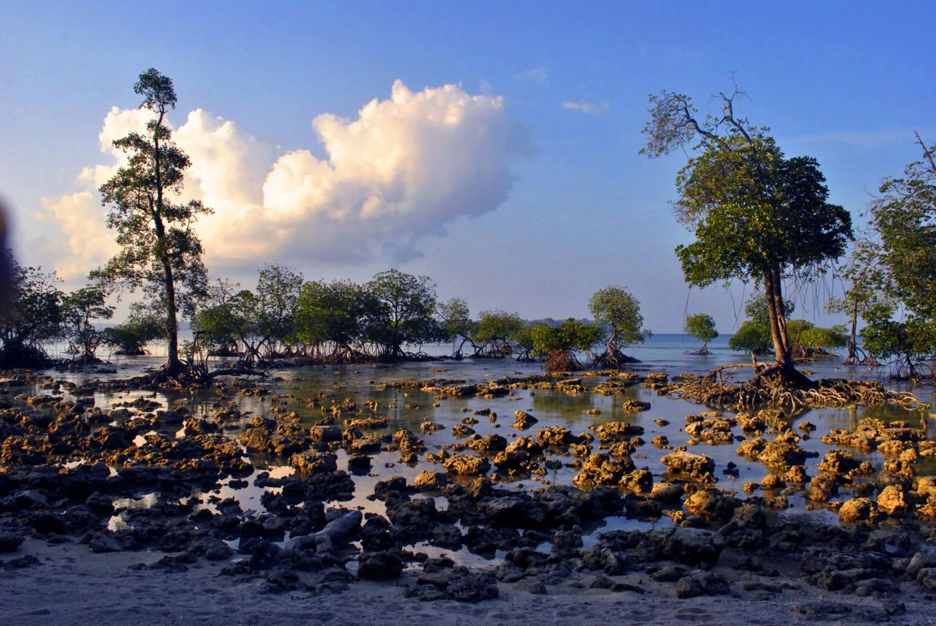 Natural landscape in Sea Shell Neil