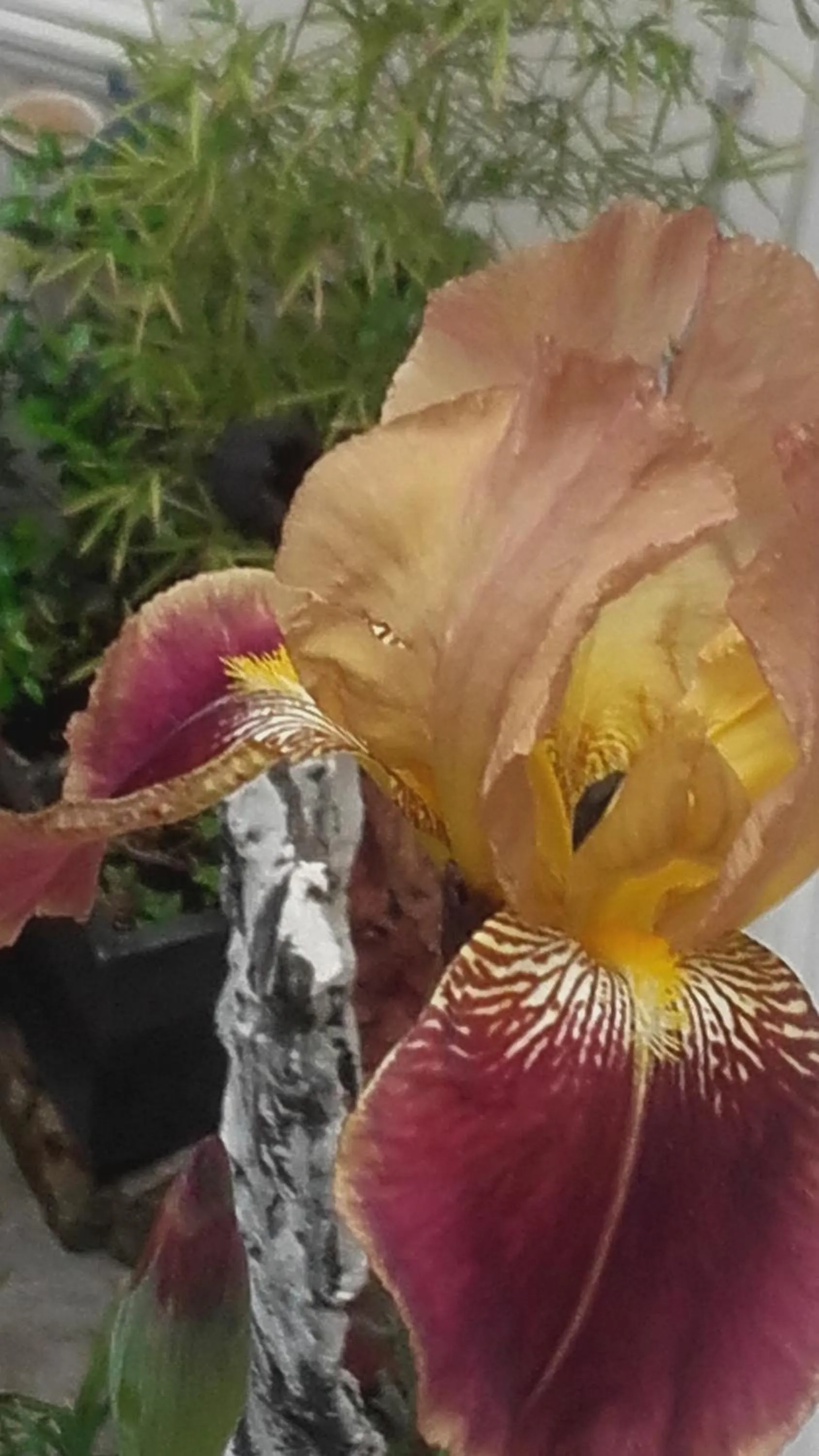 Garden view in Ô Anges