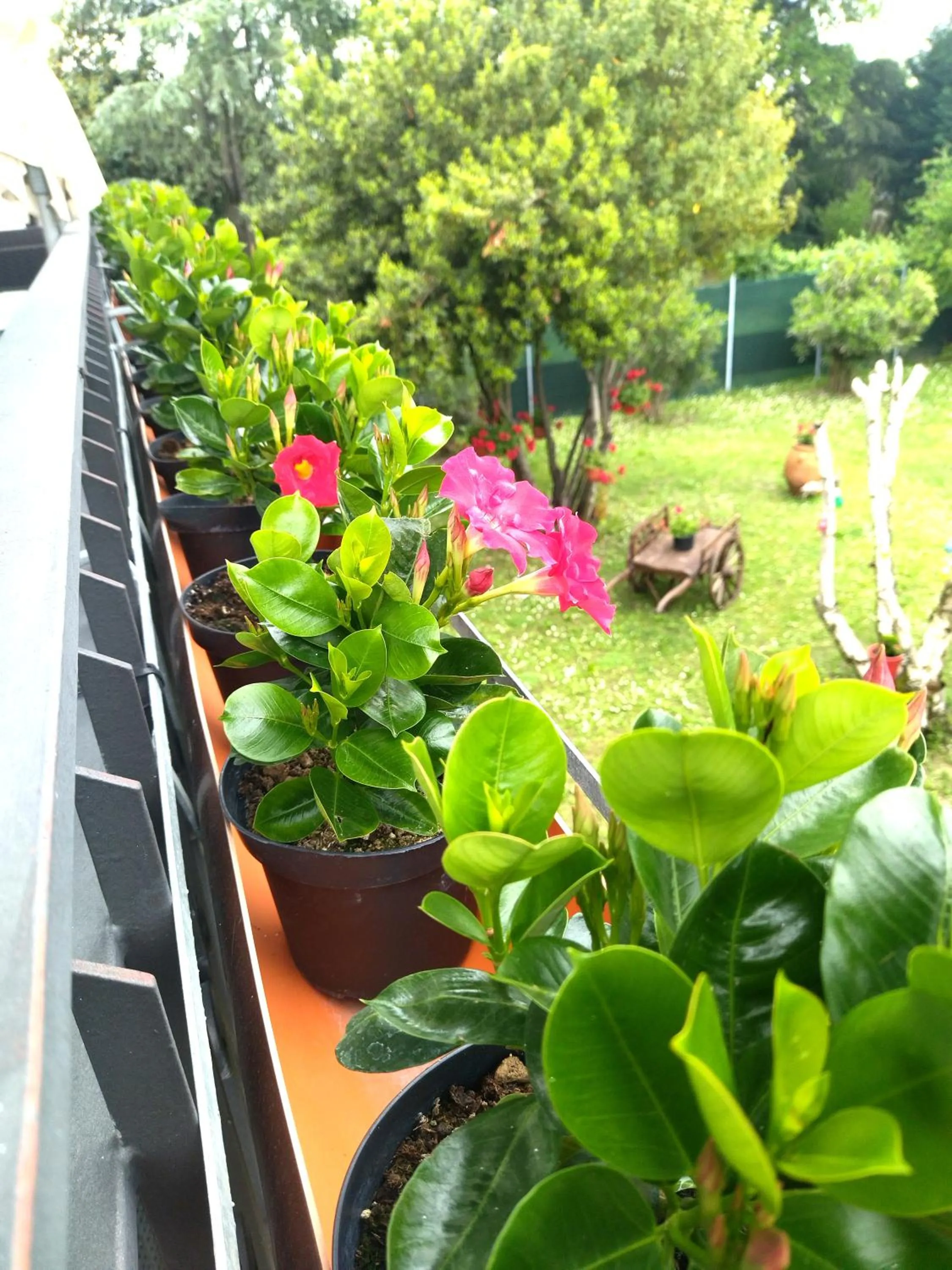 Spring in VILLA MOLINELLA