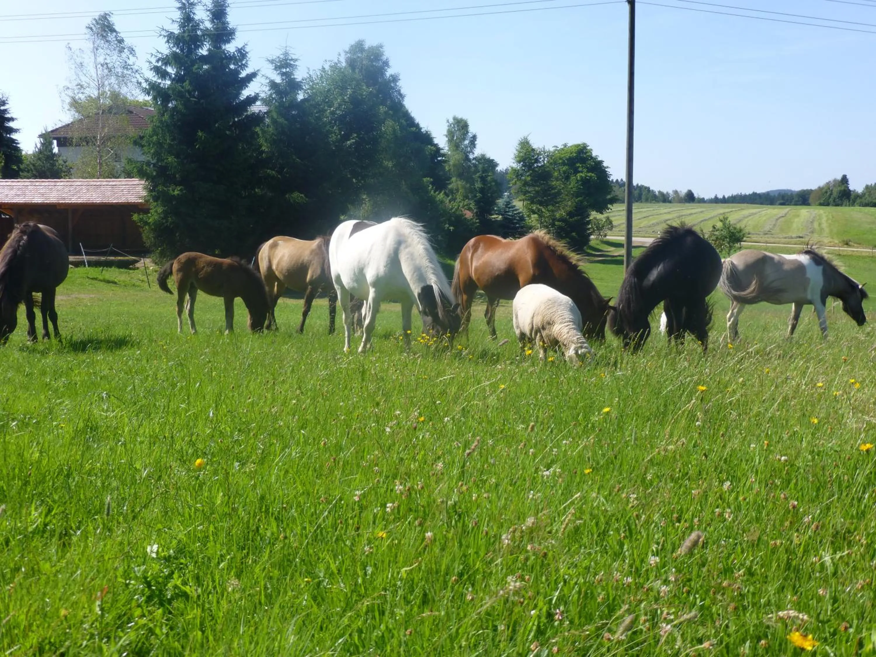 Animals in Landgasthof Zum Schwanen