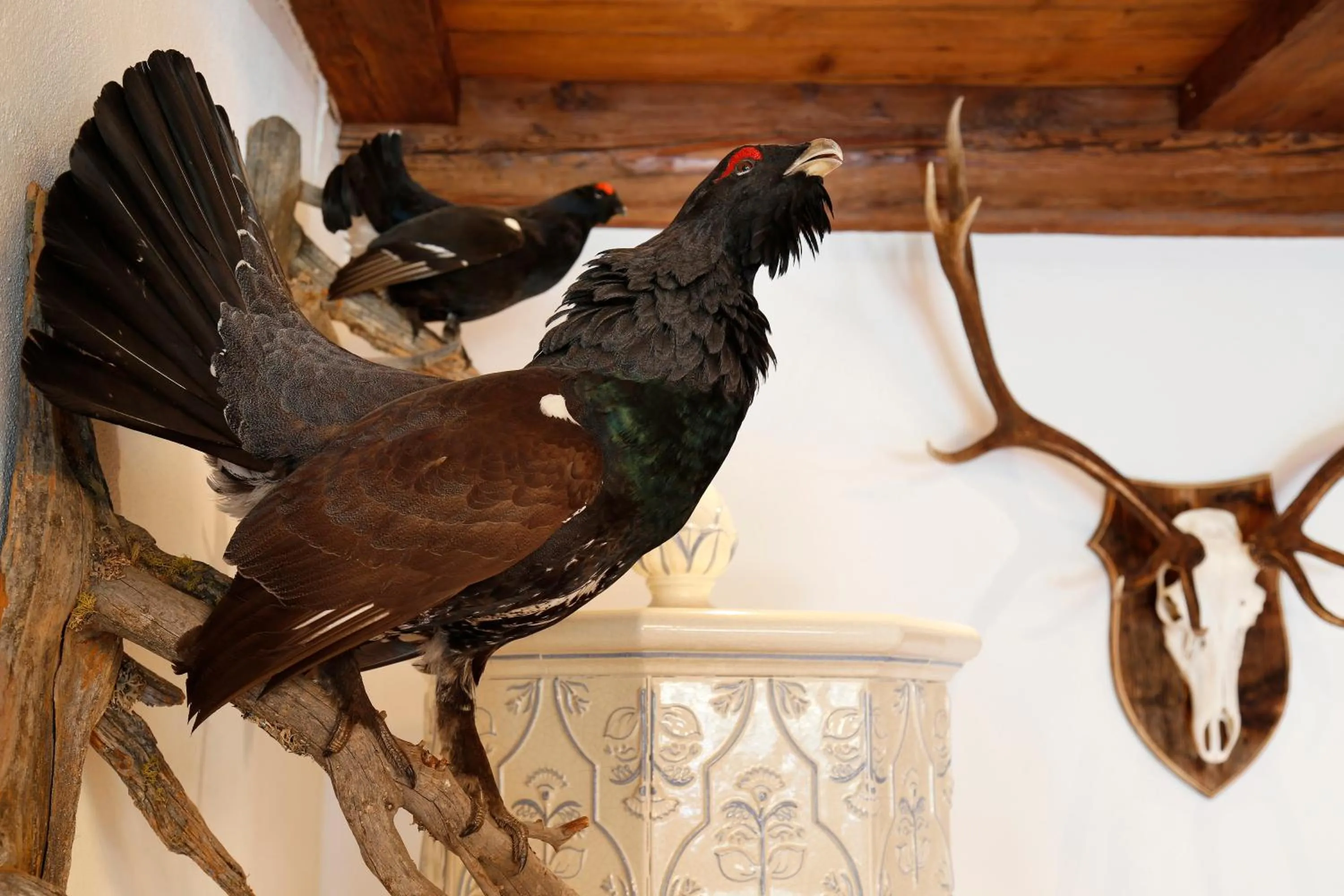 Area and facilities in Hotel Hubertusstube