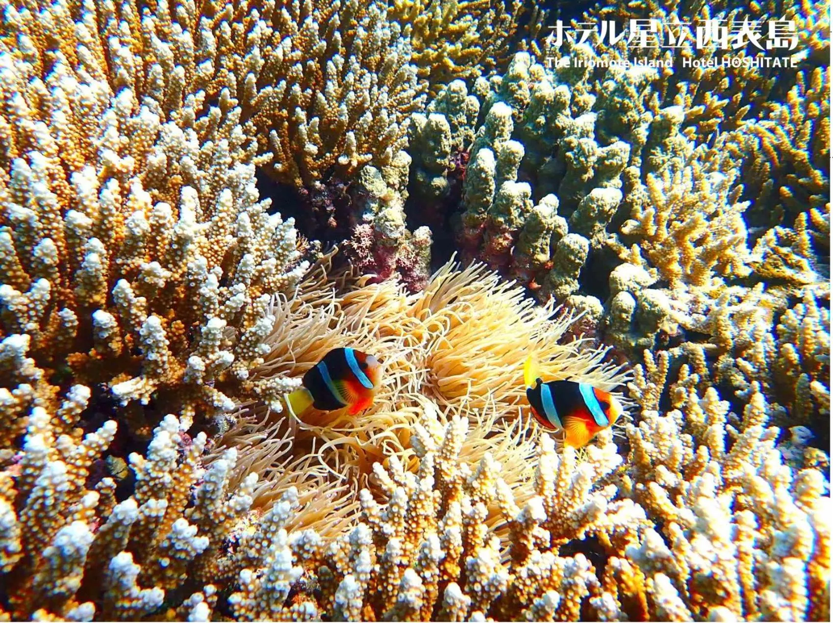 Off site in Hotel Hoshitate Iriomotejima