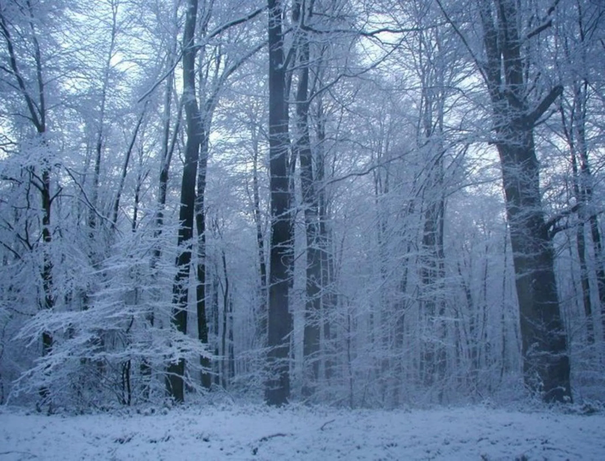 Winter in Chambres d'hôtes La Petite Flambée