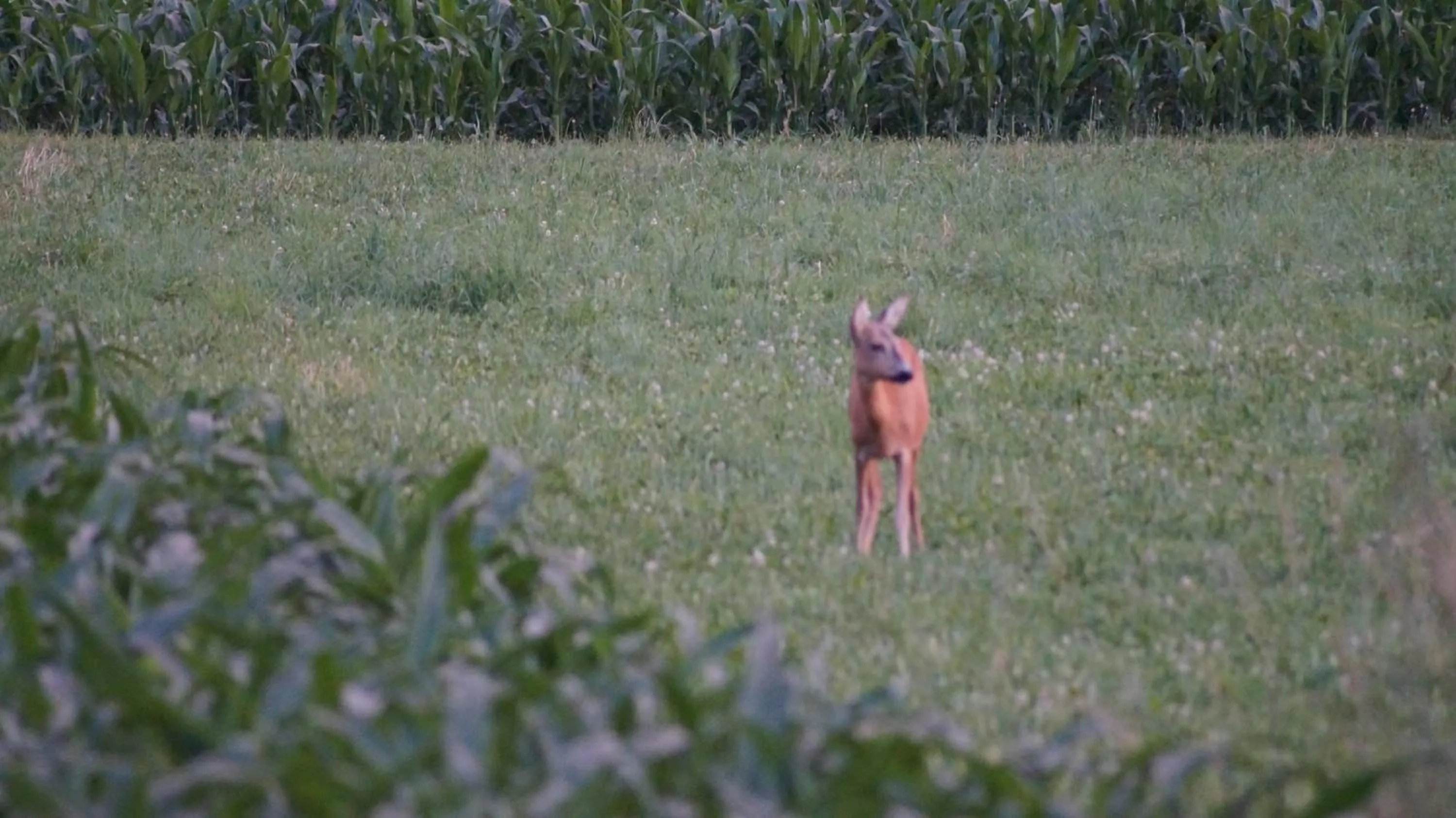 Natural landscape in Landhaus Noreia