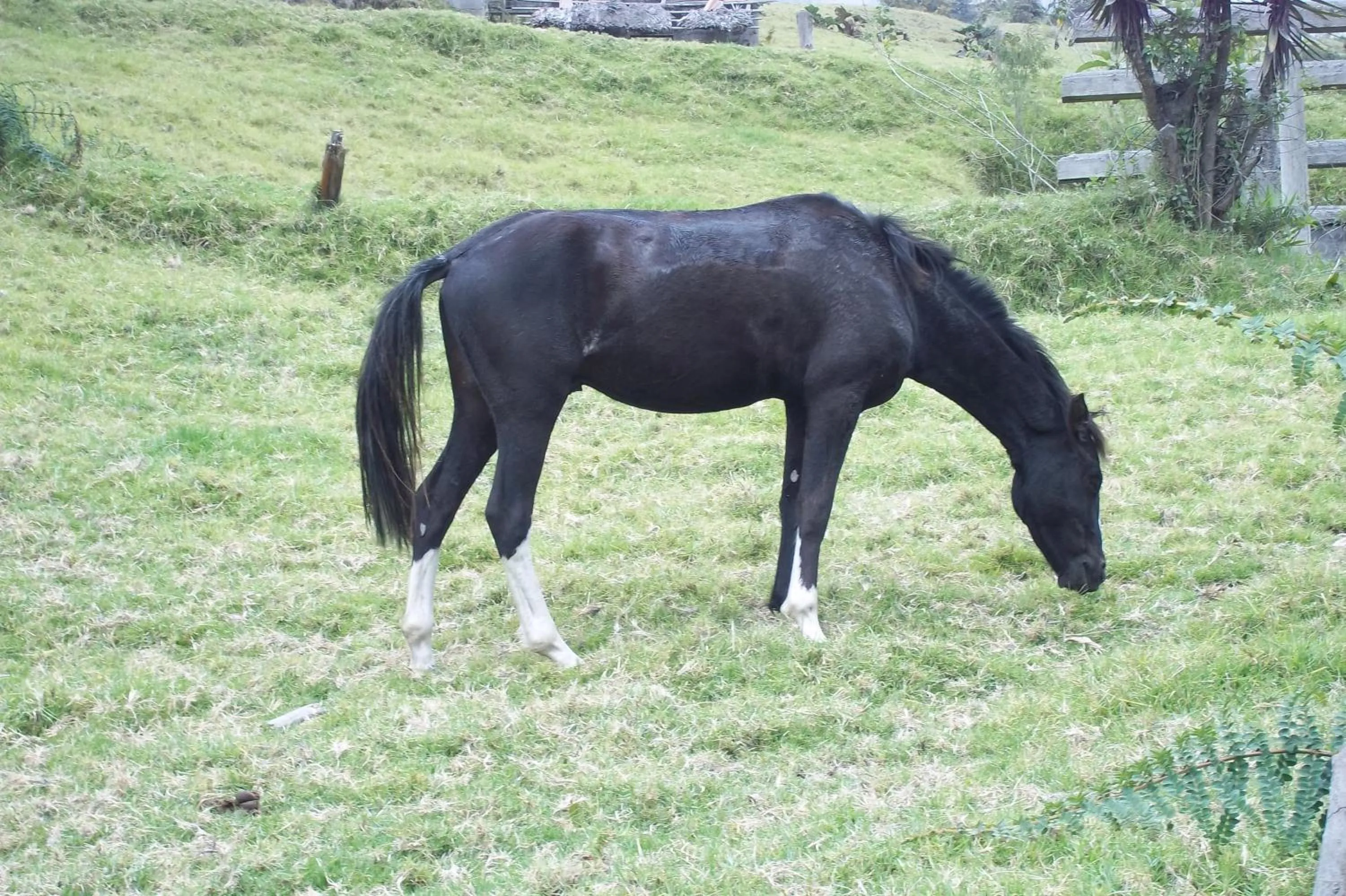 Horse-riding in Hotel y Spa Isla de Baños