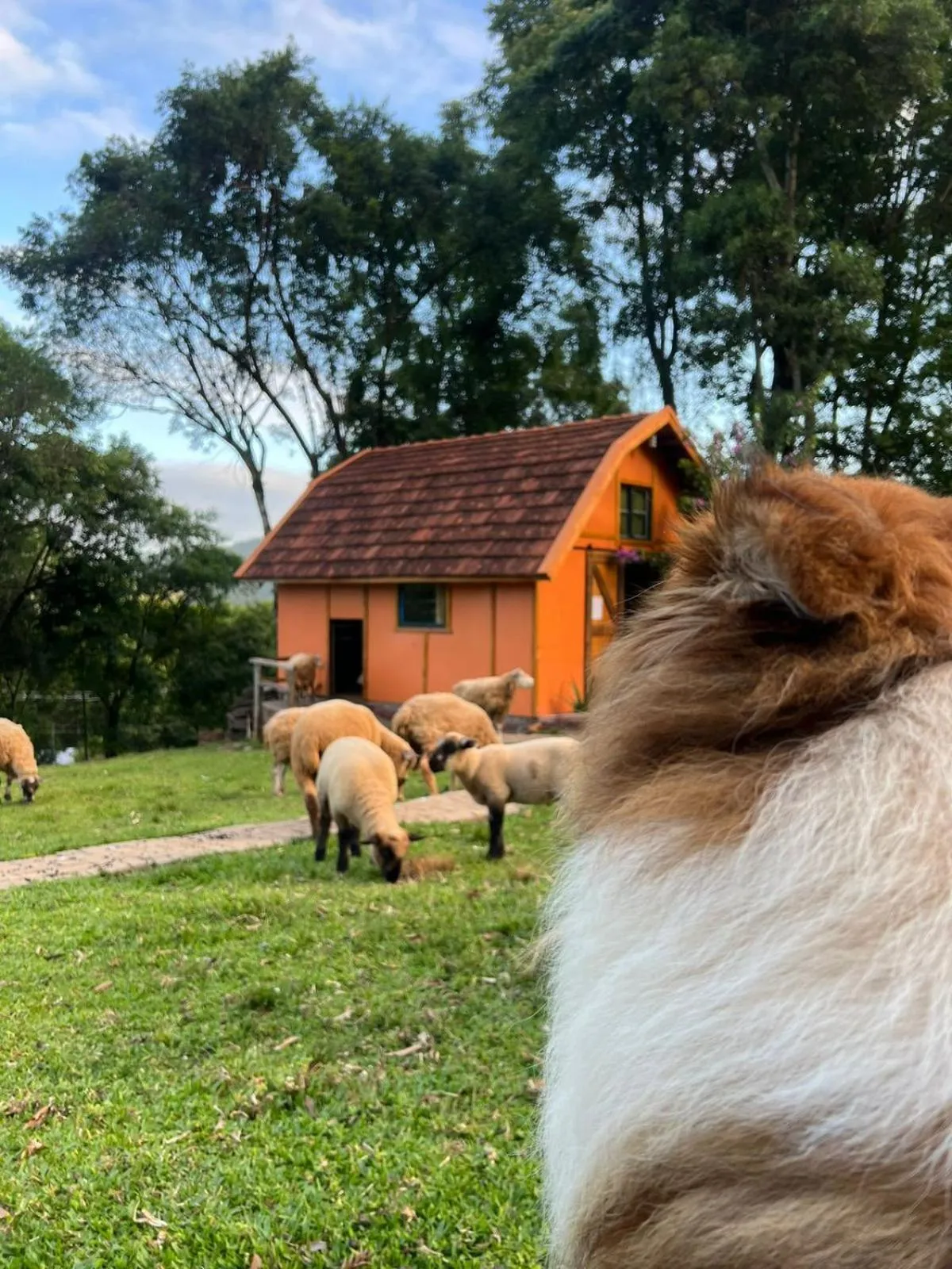 Animals in Pousada Maibe Amanhecer na Serra