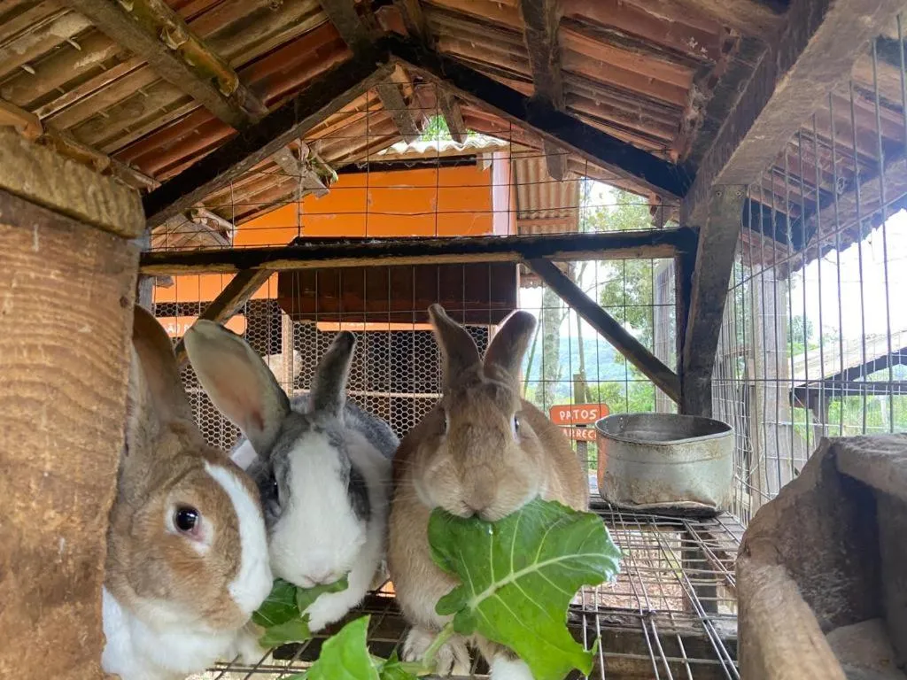 Animals in Pousada Maibe Amanhecer na Serra