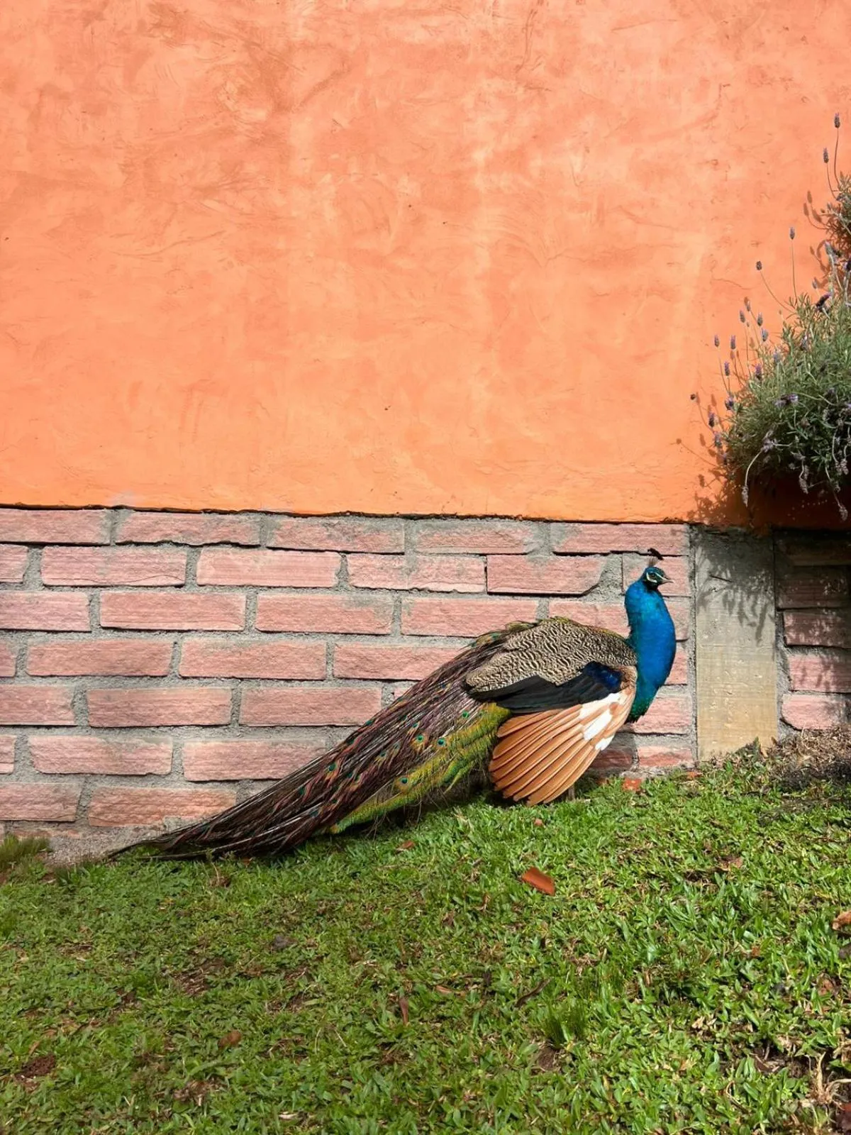 Animals in Pousada Maibe Amanhecer na Serra