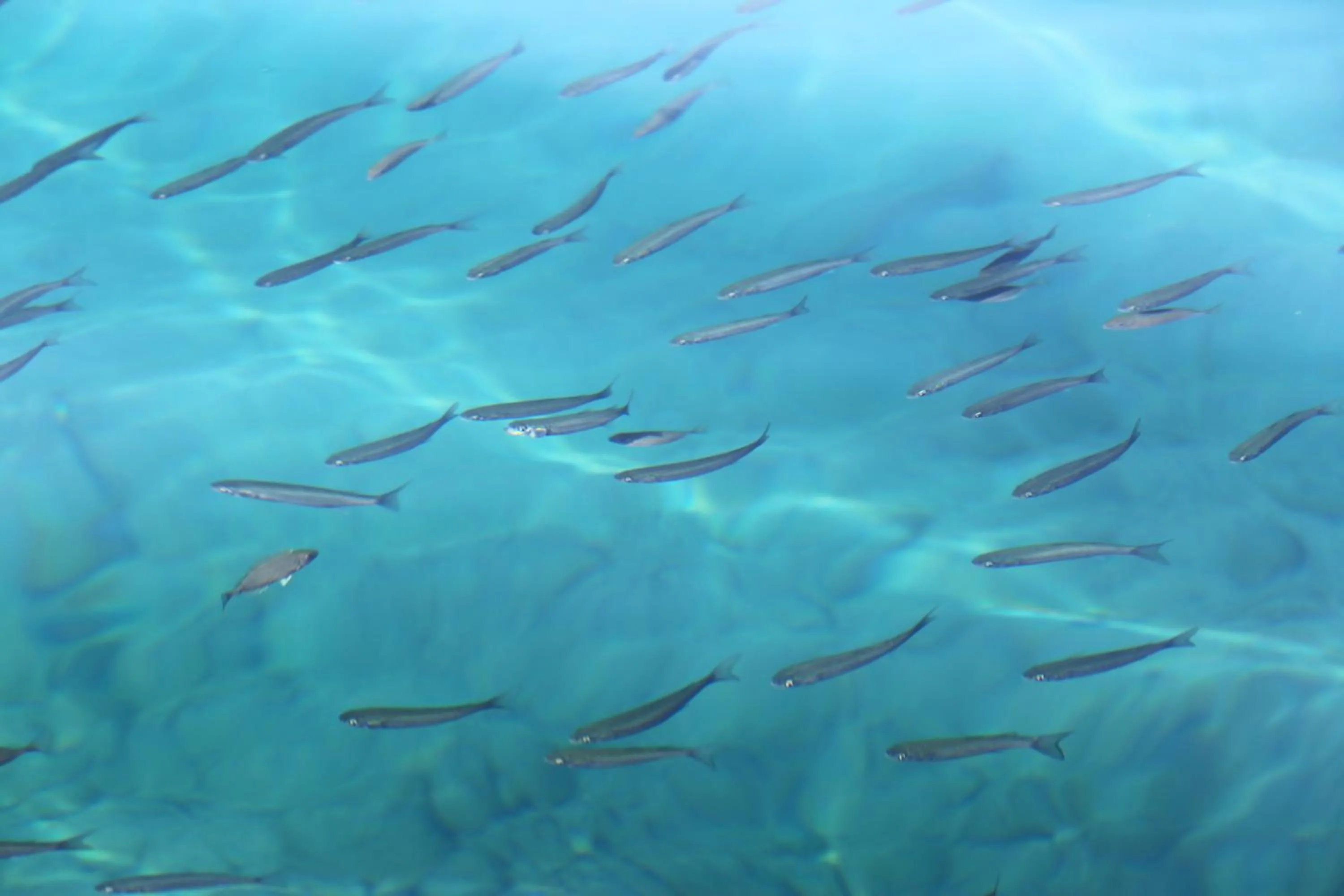 Animals in Tymnos Hotel