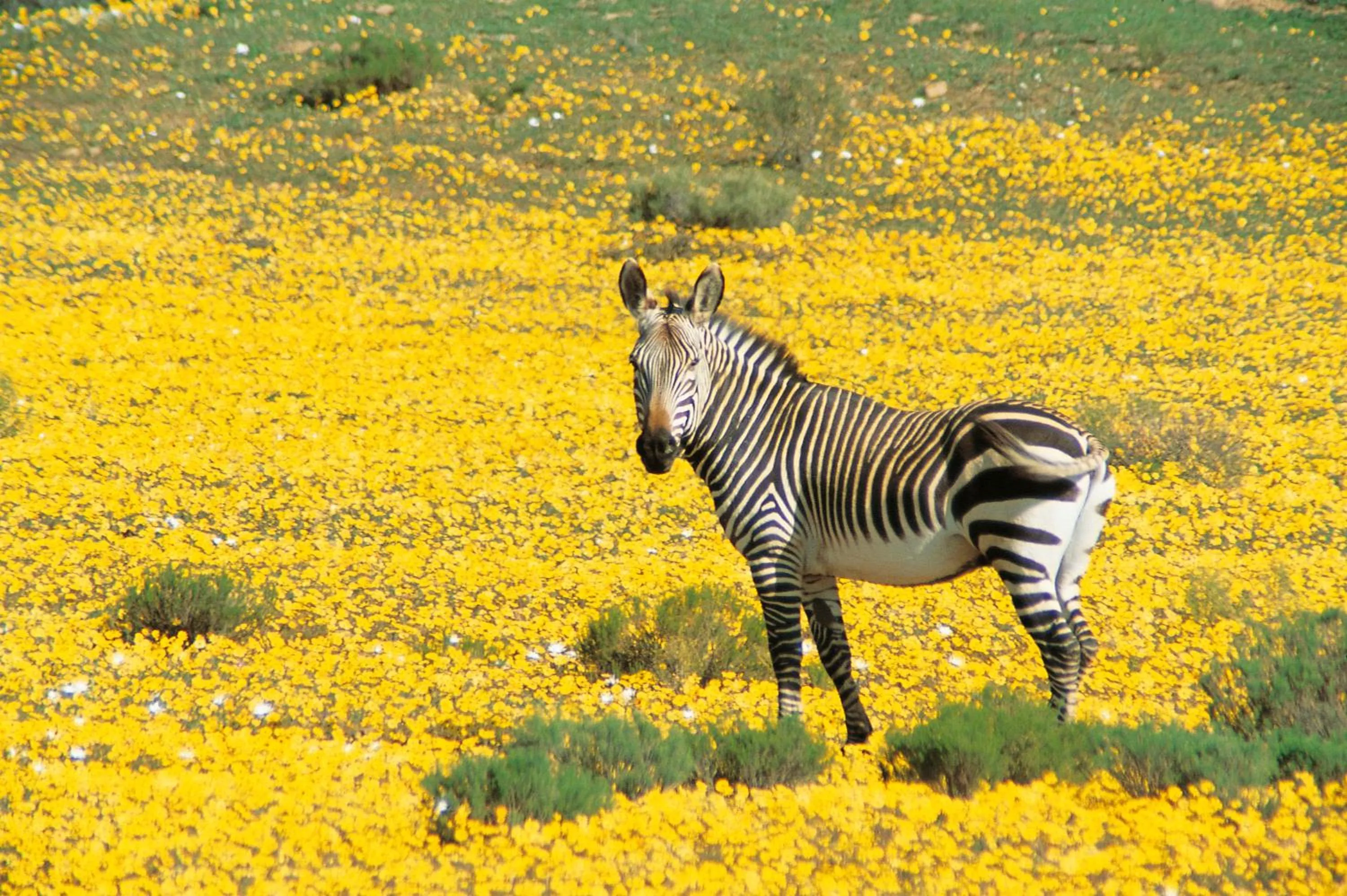 Animals in Bushmans Kloof Wilderness Reserve and Wellness Retreat