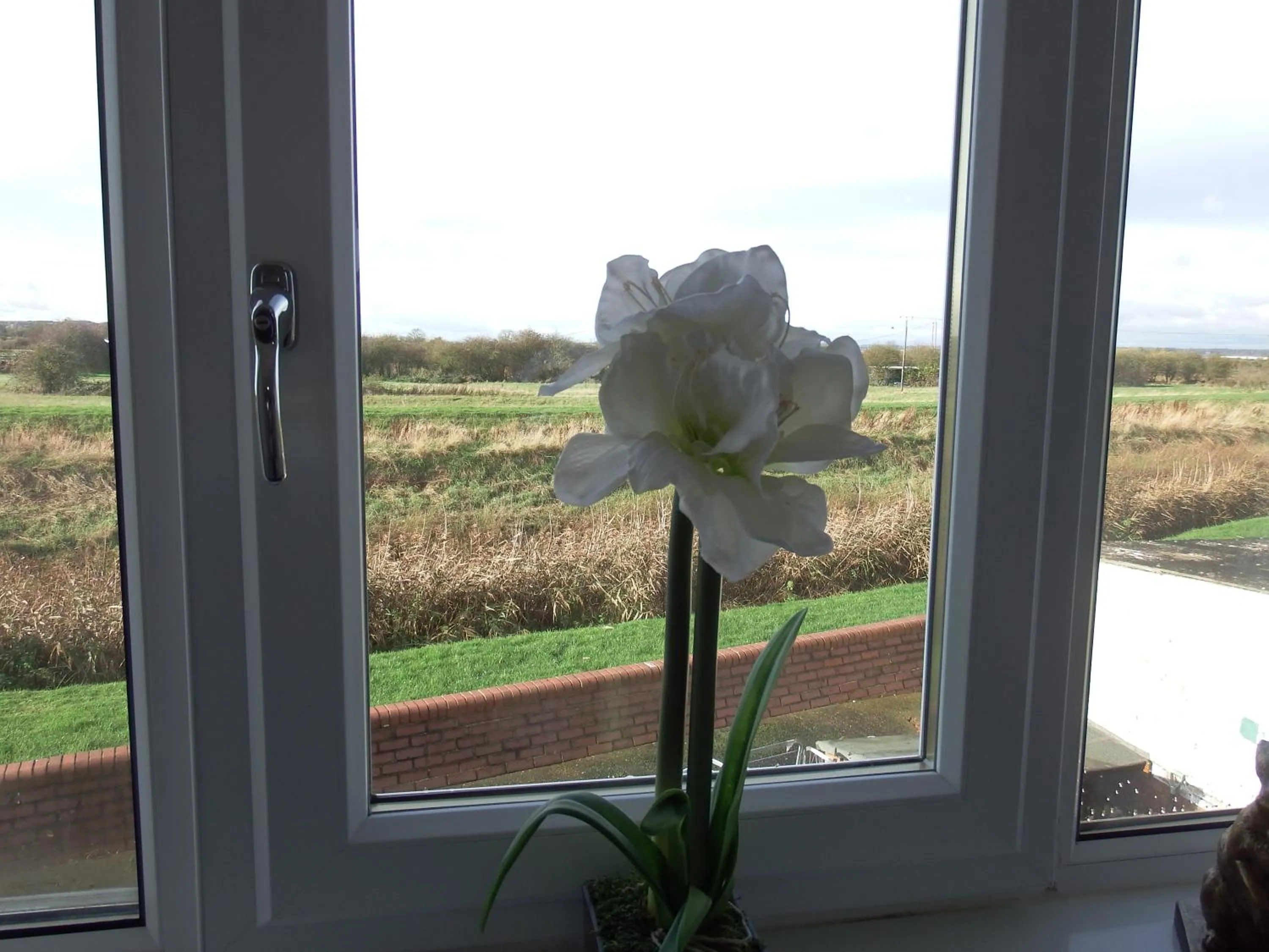 Garden view in The Haven Inn Limited