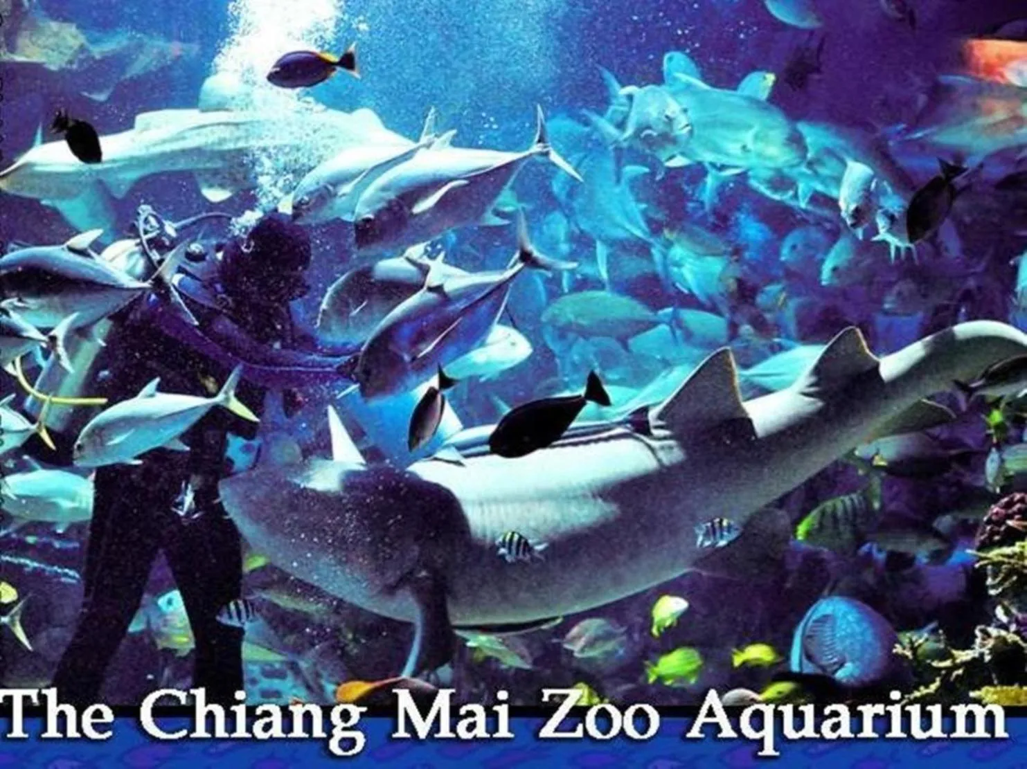 Snorkeling in XX GO INN Chiang Mai University - CMU