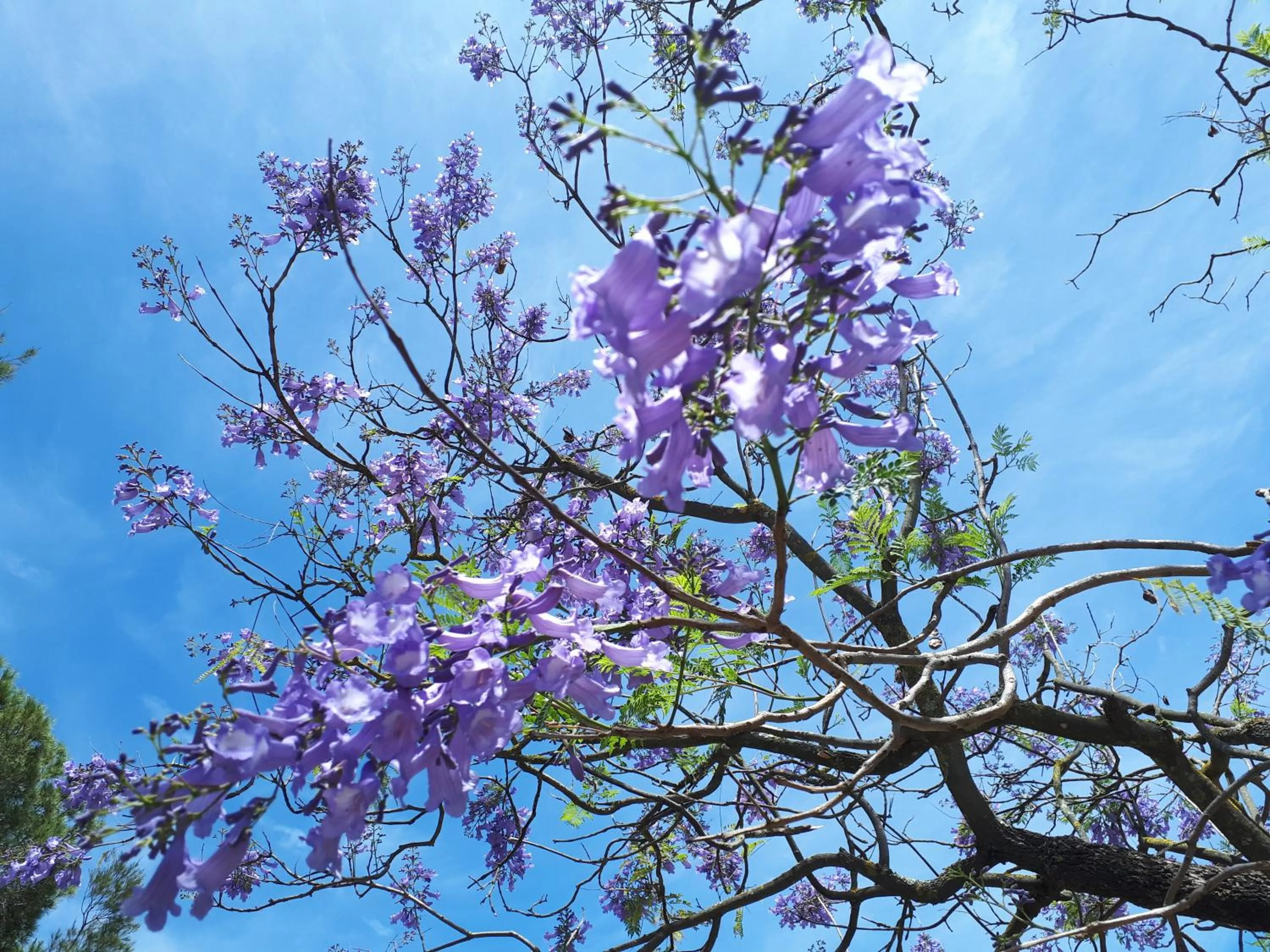 Cortijo Los Conquistadores