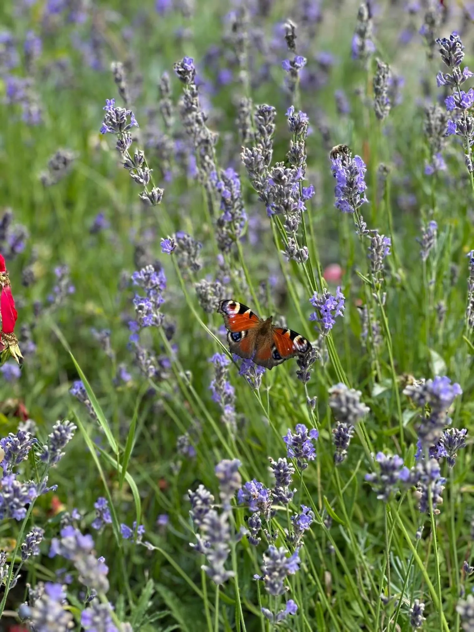 Spring in Hotel Dudek
