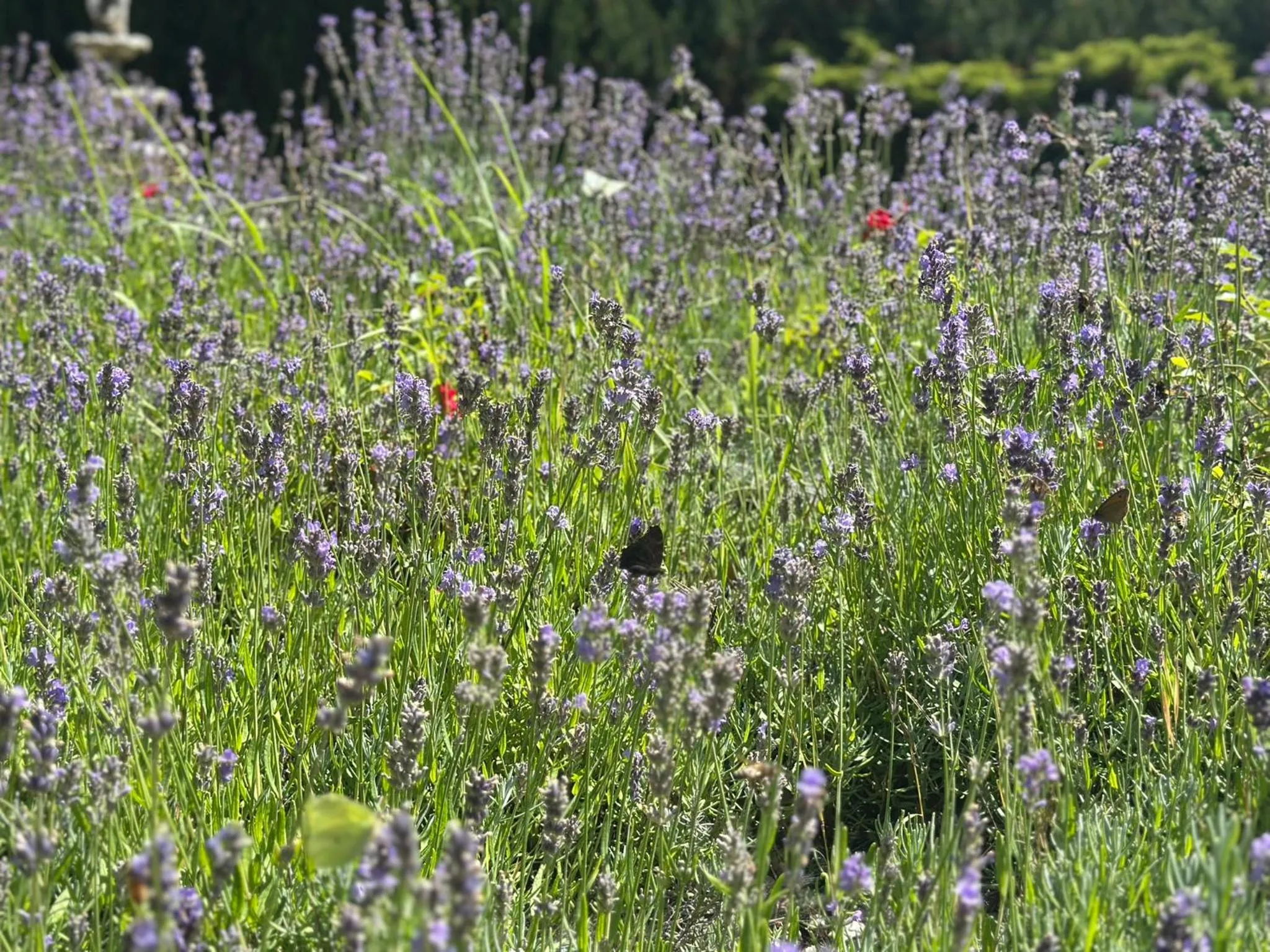 Spring in Hotel Dudek
