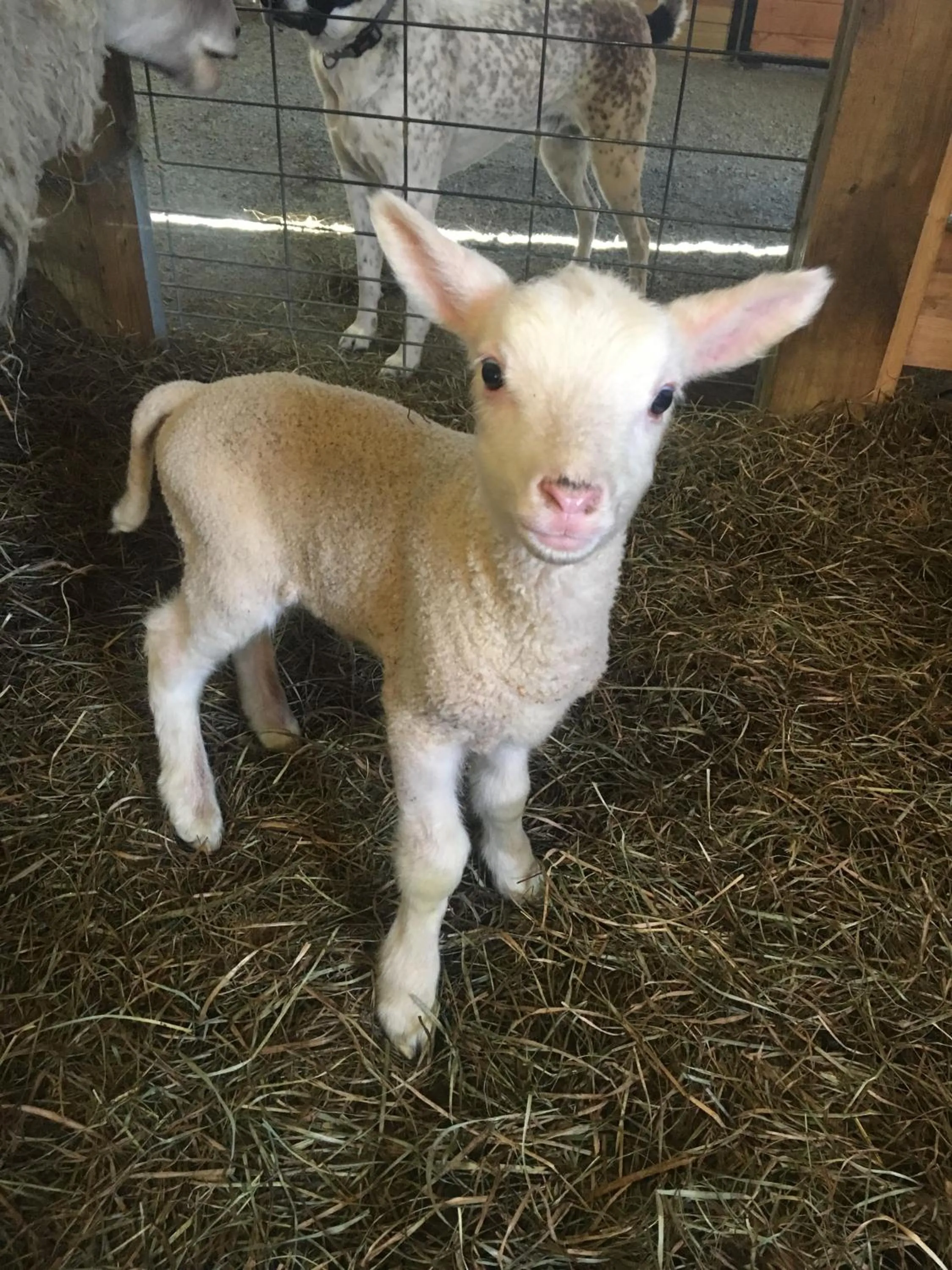 Animals in Fat Sheep Farm & Cabins