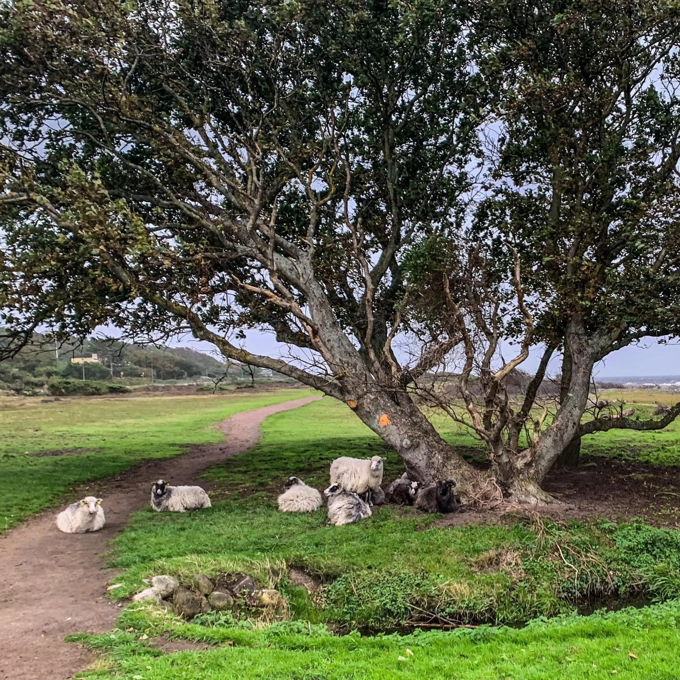 Natural landscape in Vejby Strand Hotel