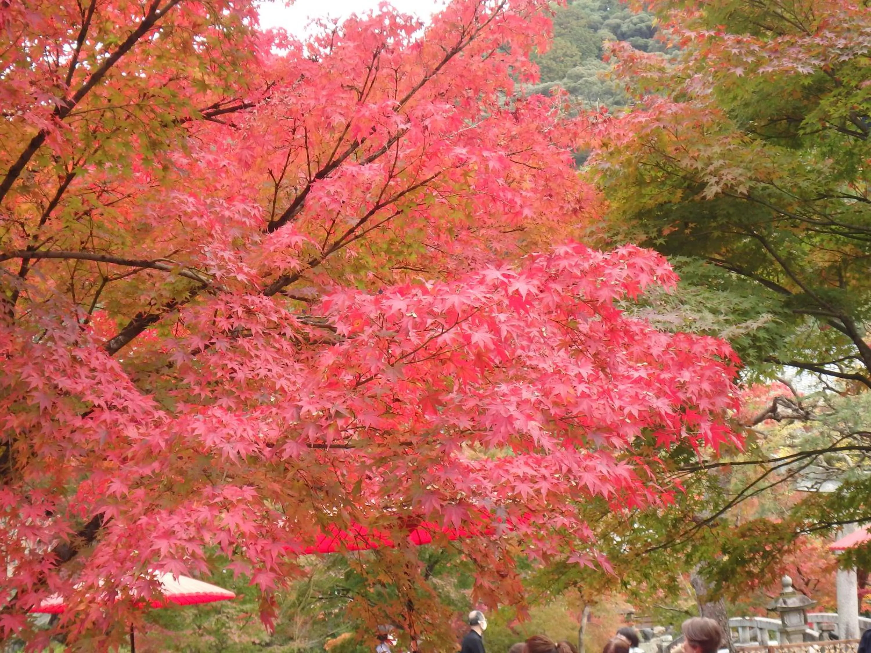 Autumn in Kyo No Yado Nishioji inn