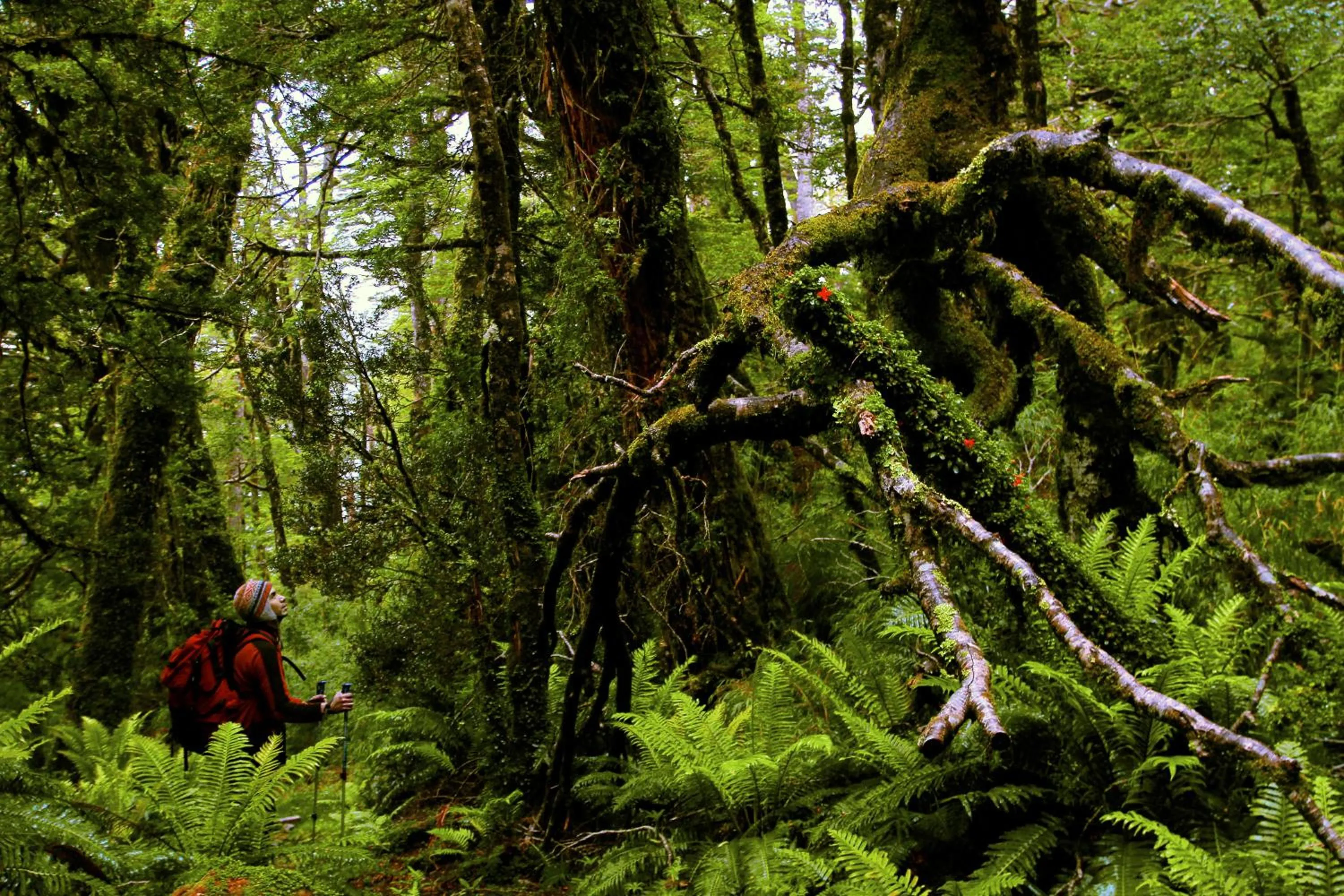 Natural landscape in Puyuhuapi Lodge & Spa