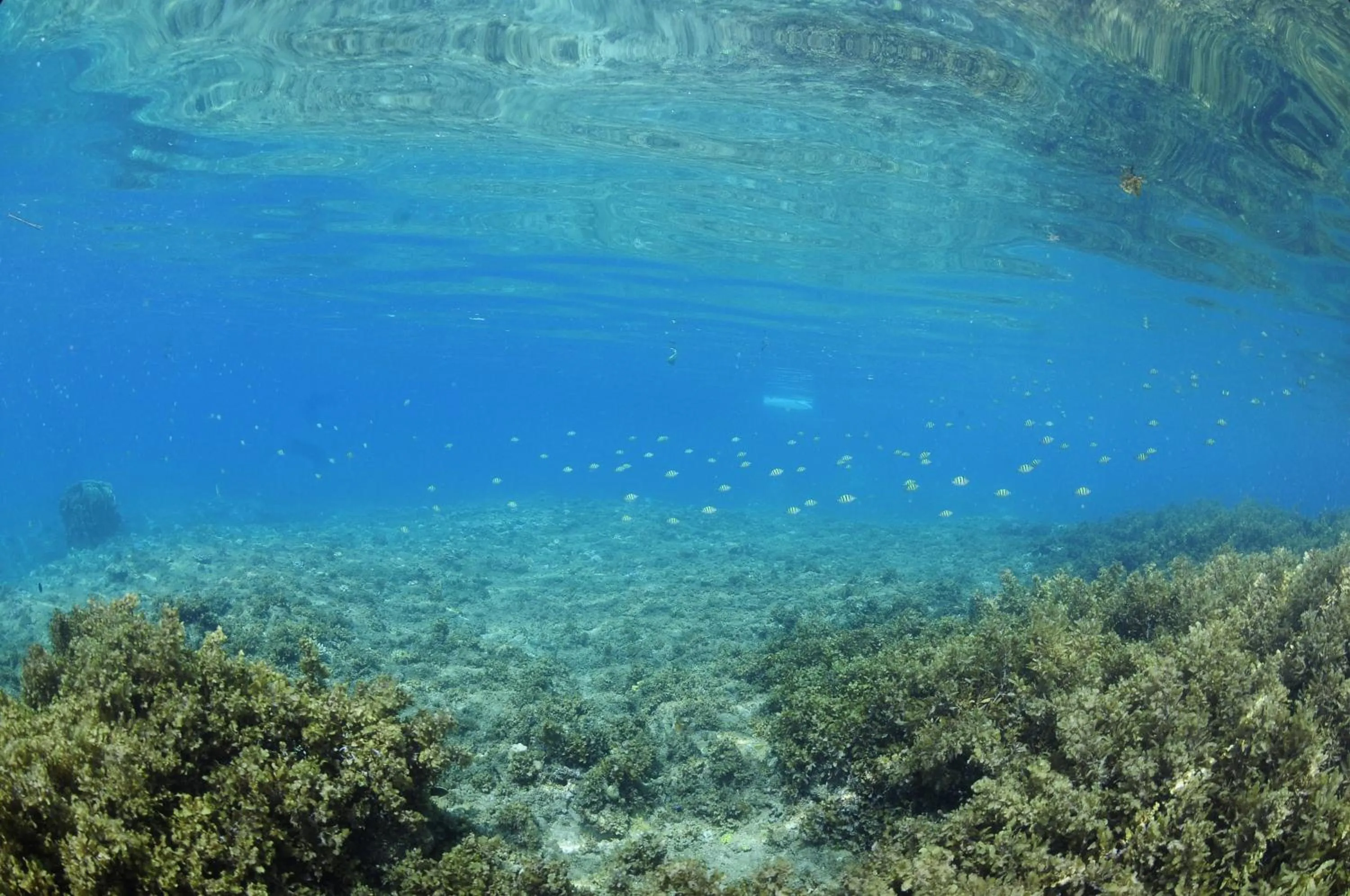 Diving in J&R Residence