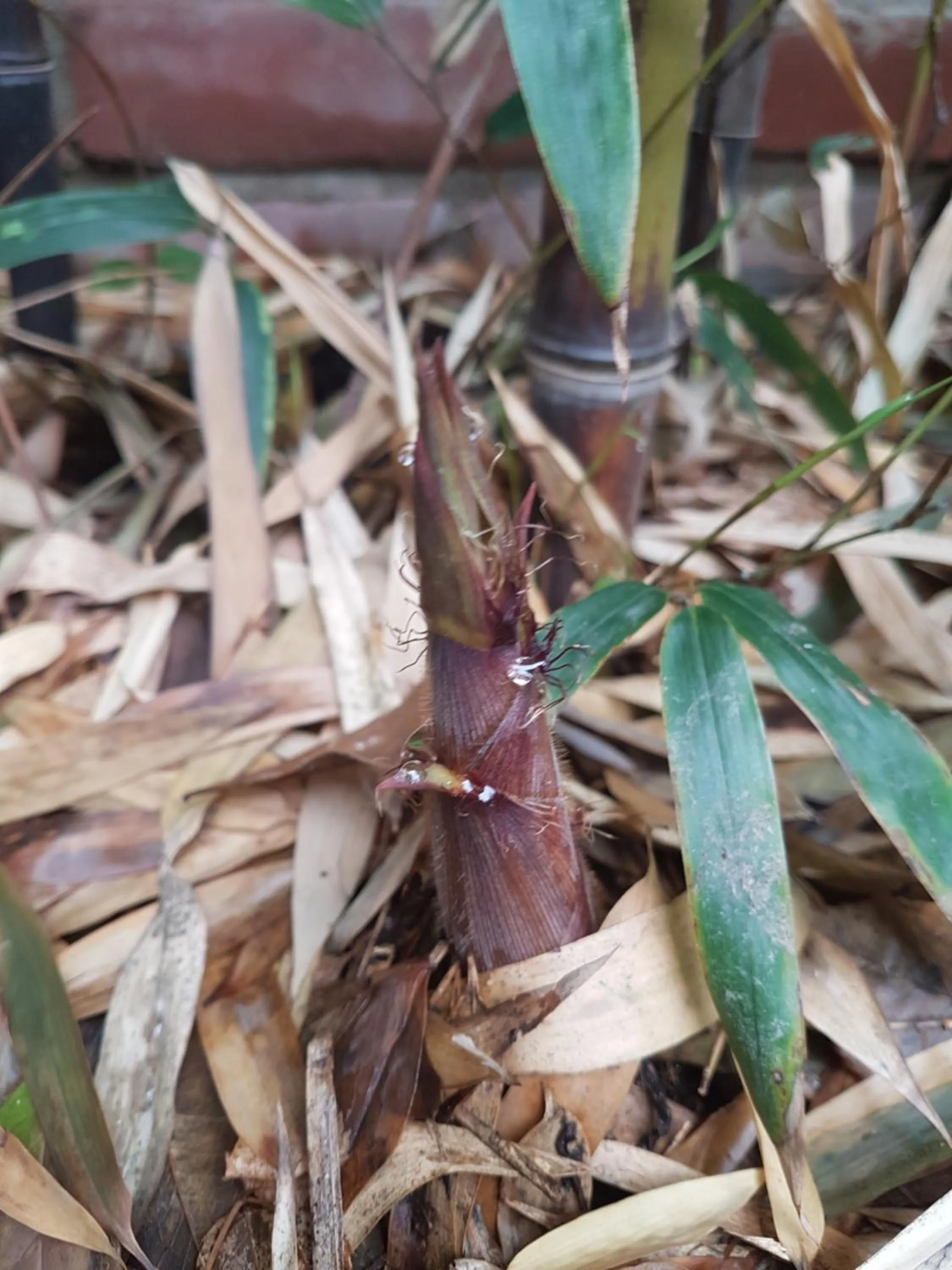 Garden in Gongsimga Hanok Guesthouse
