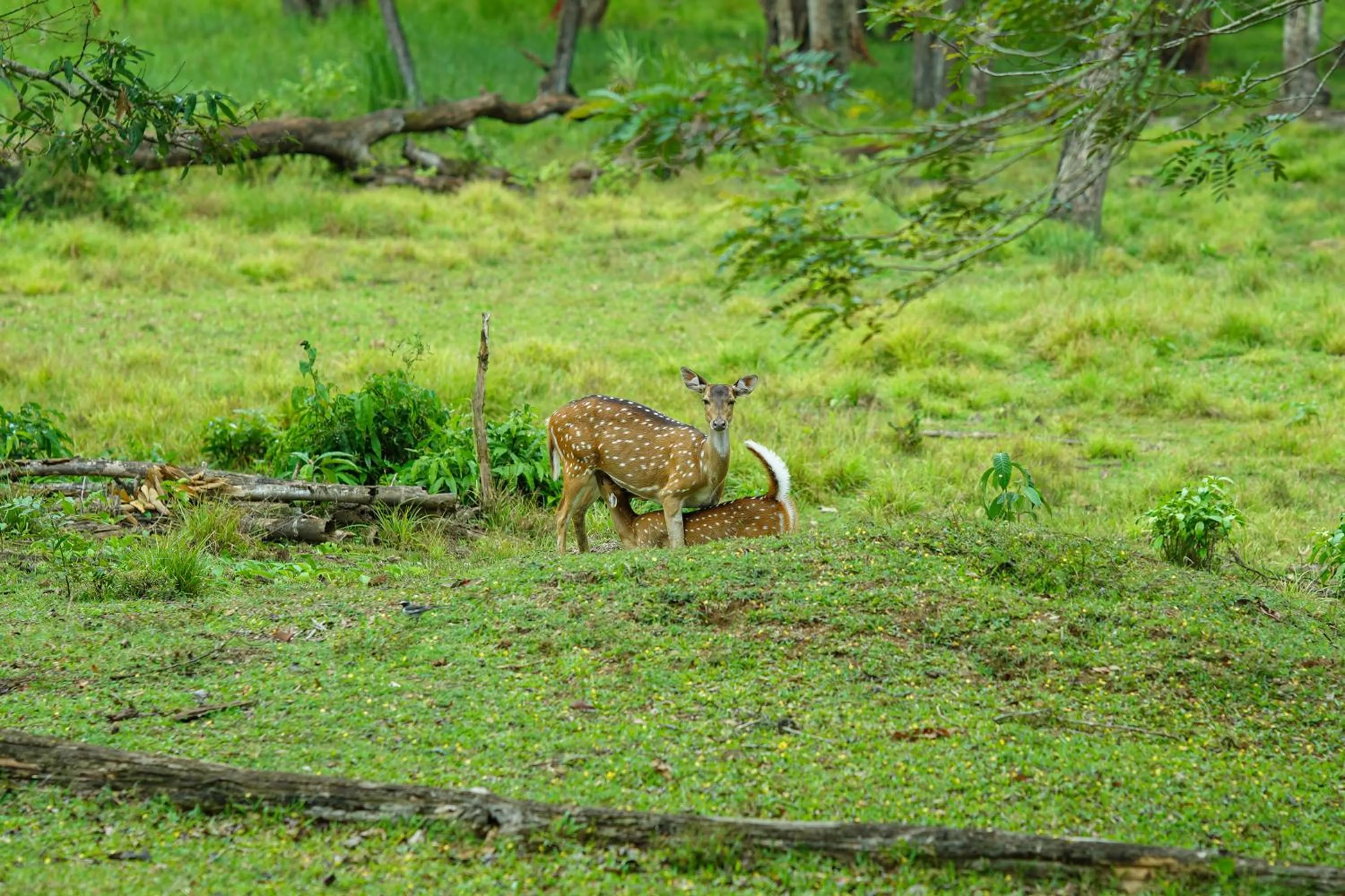 Animals in Kuruva Island Resort And Spa - By KABINI BREEZE