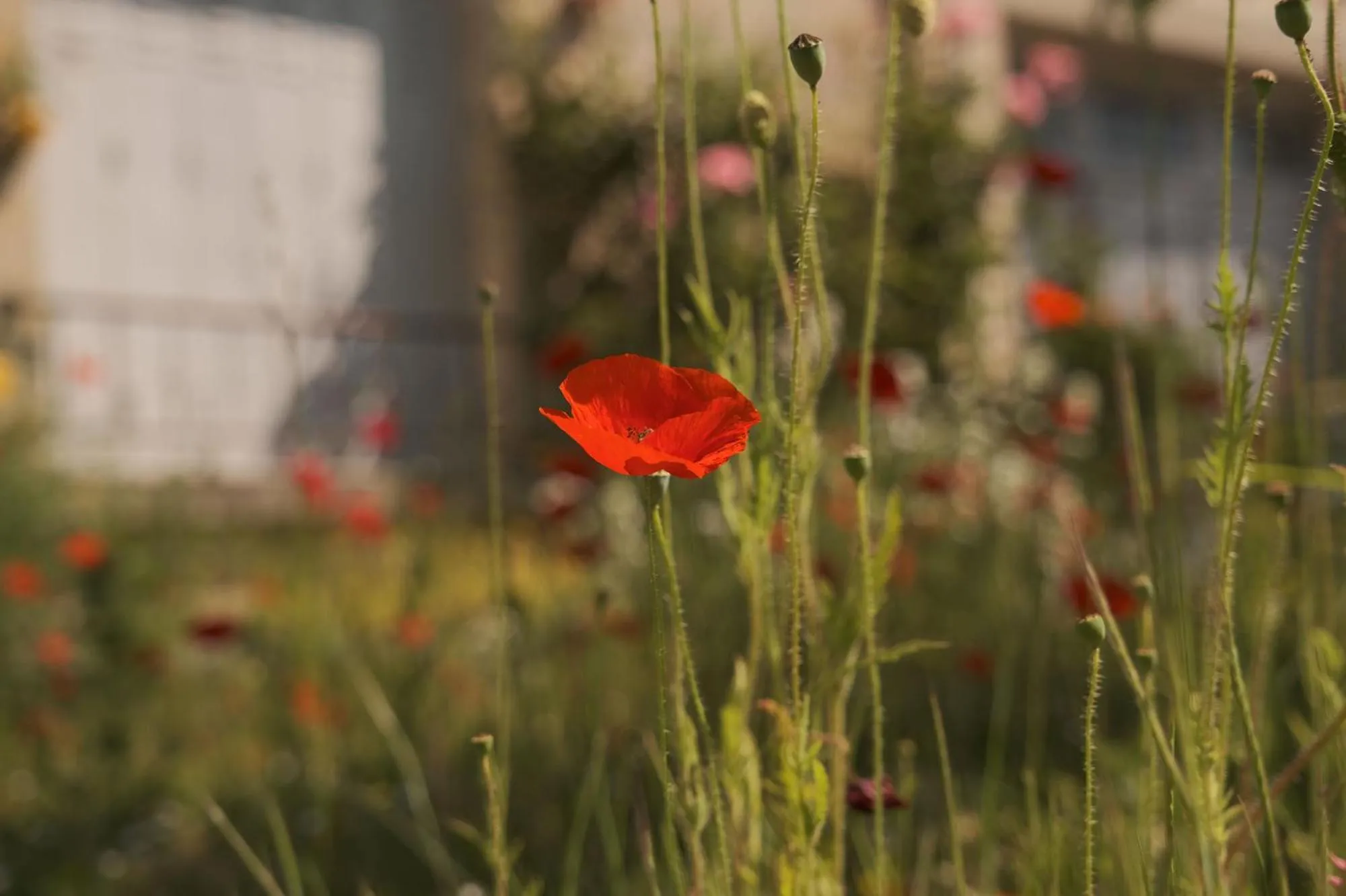 Garden in Chez Ric et Fer
