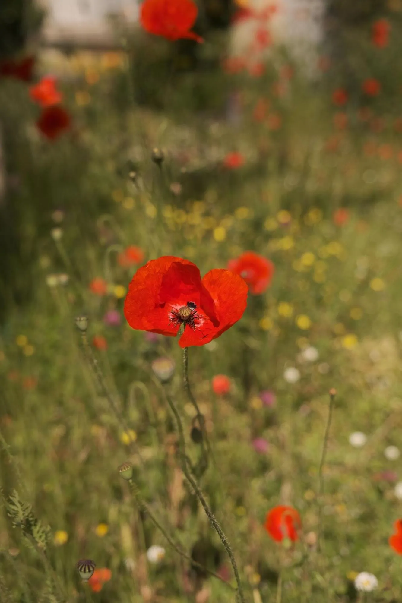 Garden in Chez Ric et Fer