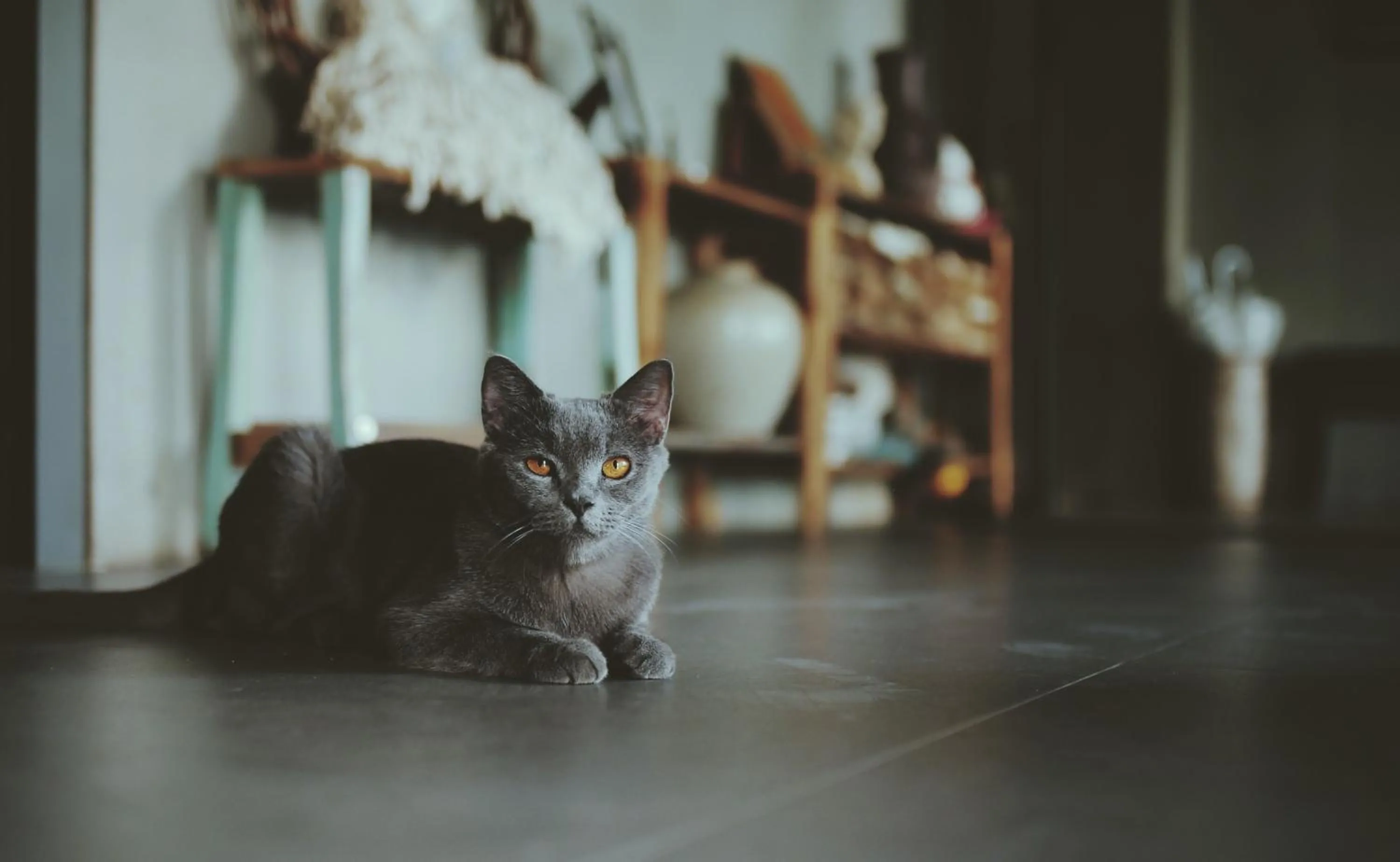 Pets in La Maison Des Délices