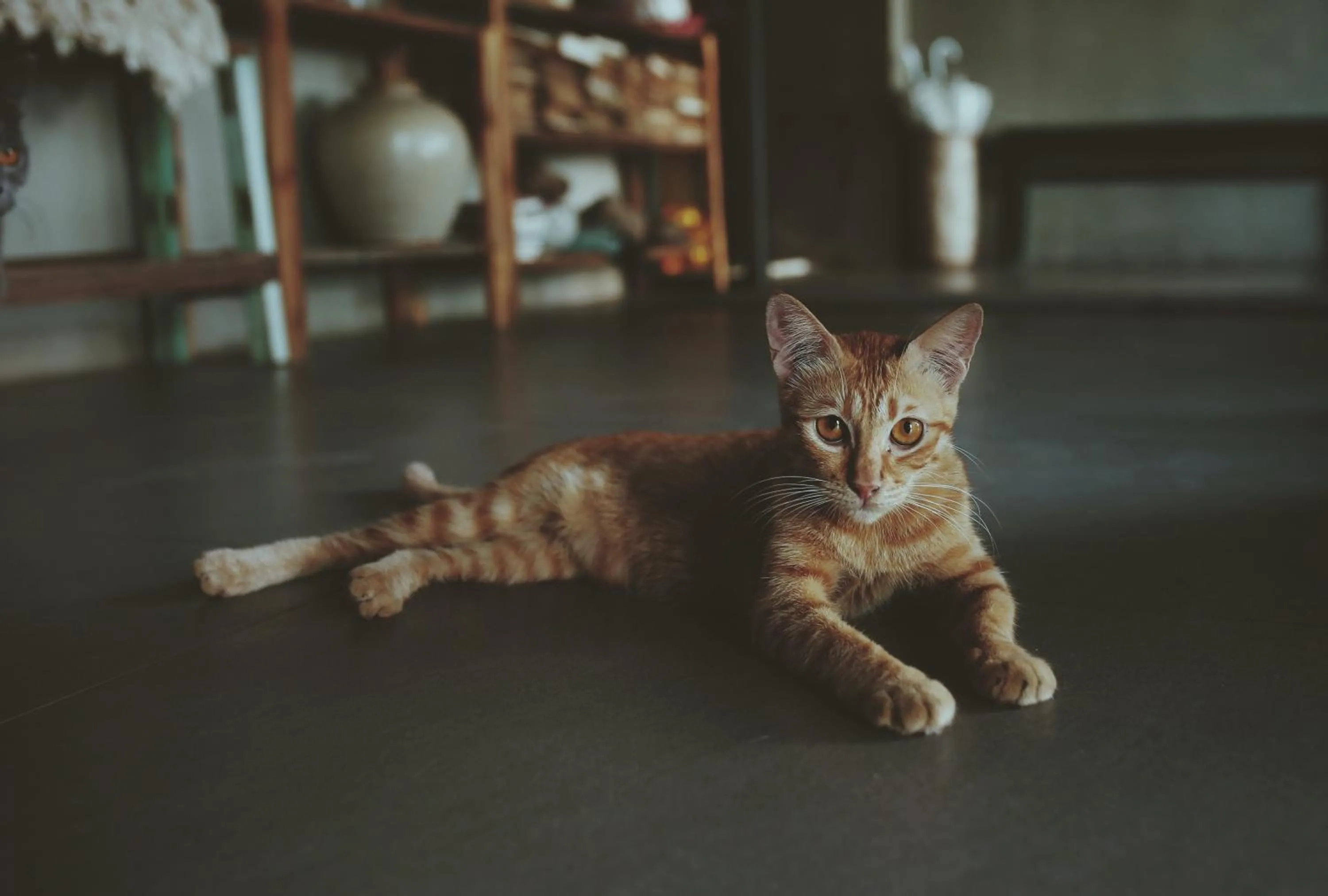 Pets in La Maison Des Délices