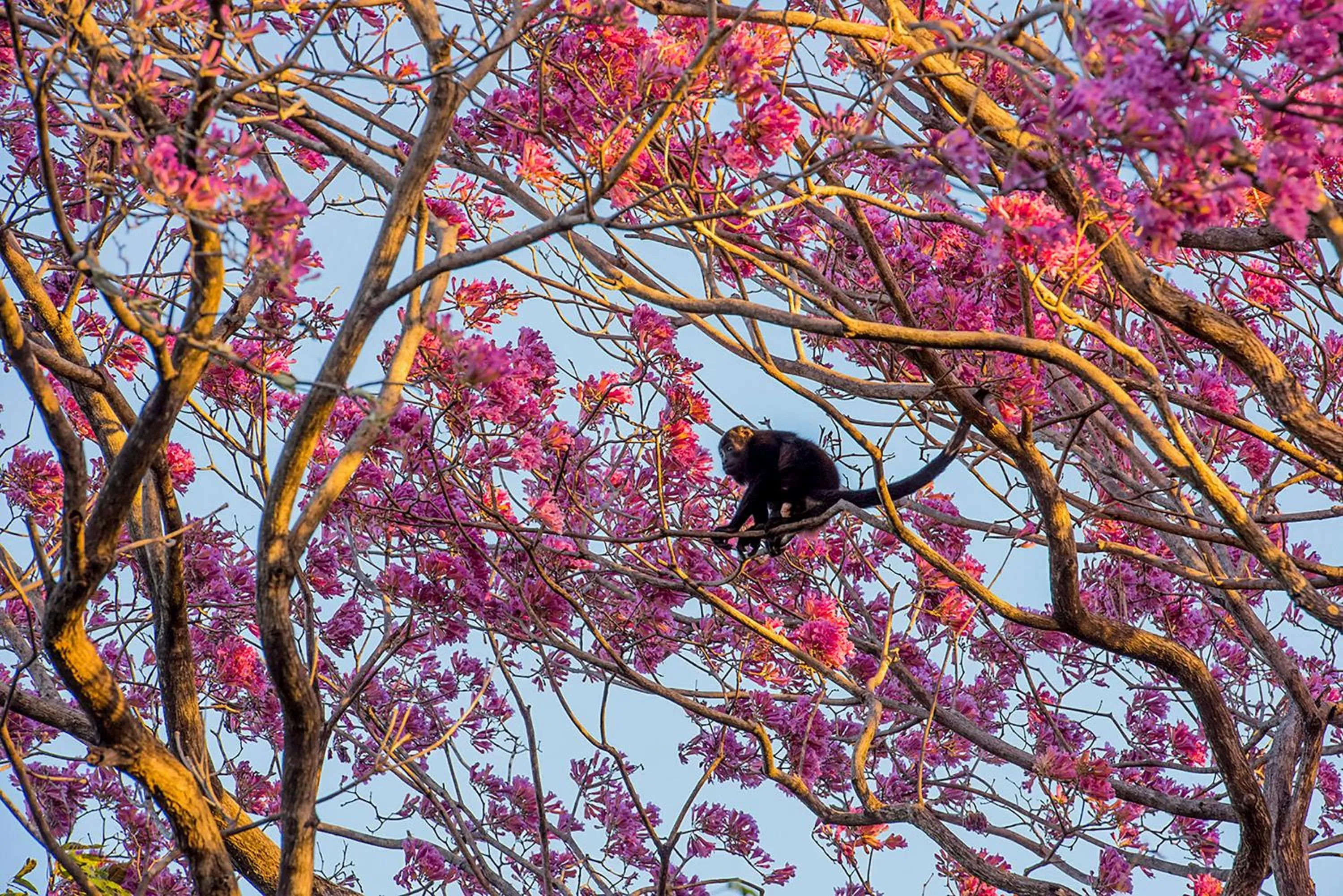 Animals in Hacienda La Pacífica Eco-Lodge