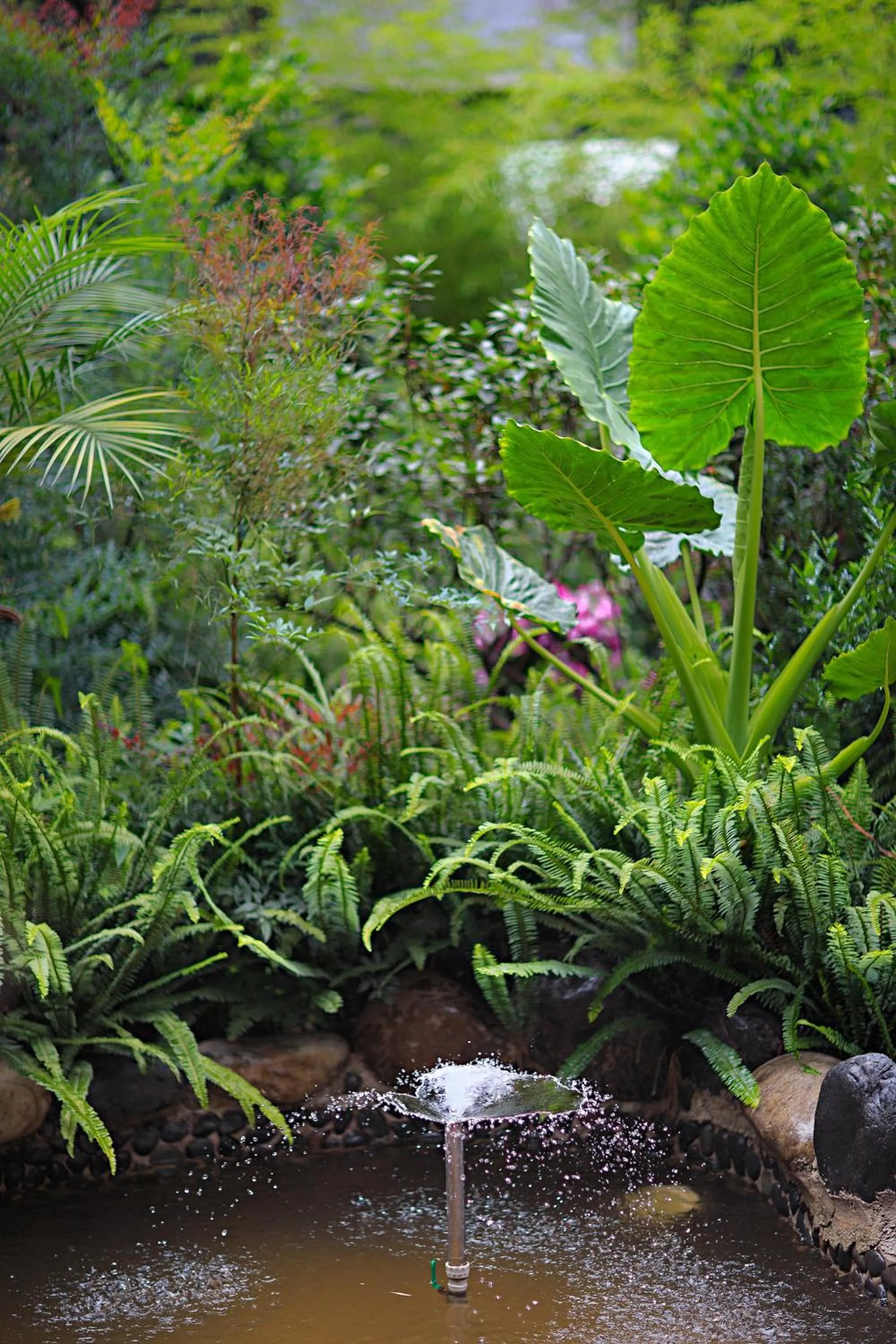 Garden in Old Story Inn Dali Ancient Town