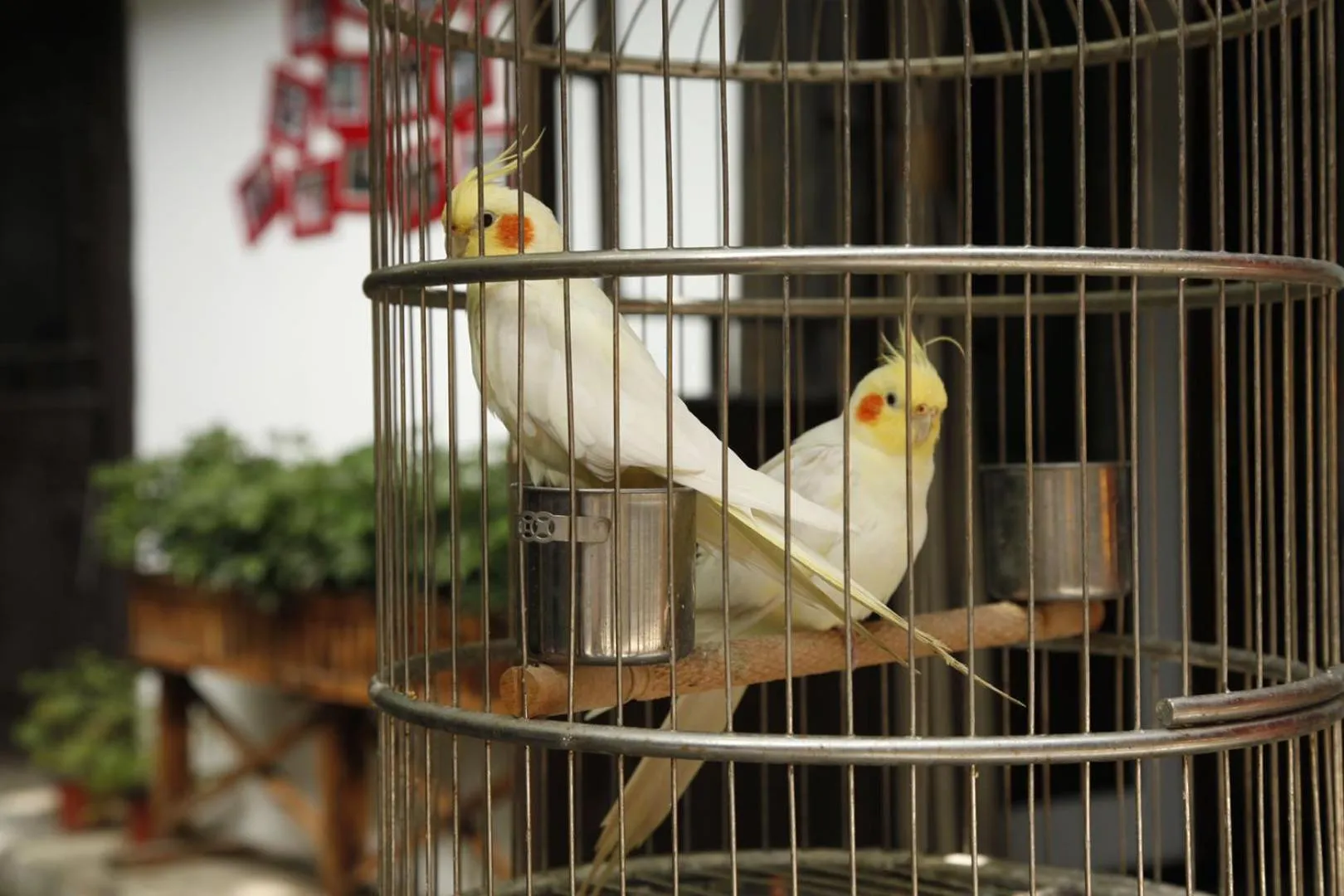 Pets in Old Story Inn Dali Ancient Town