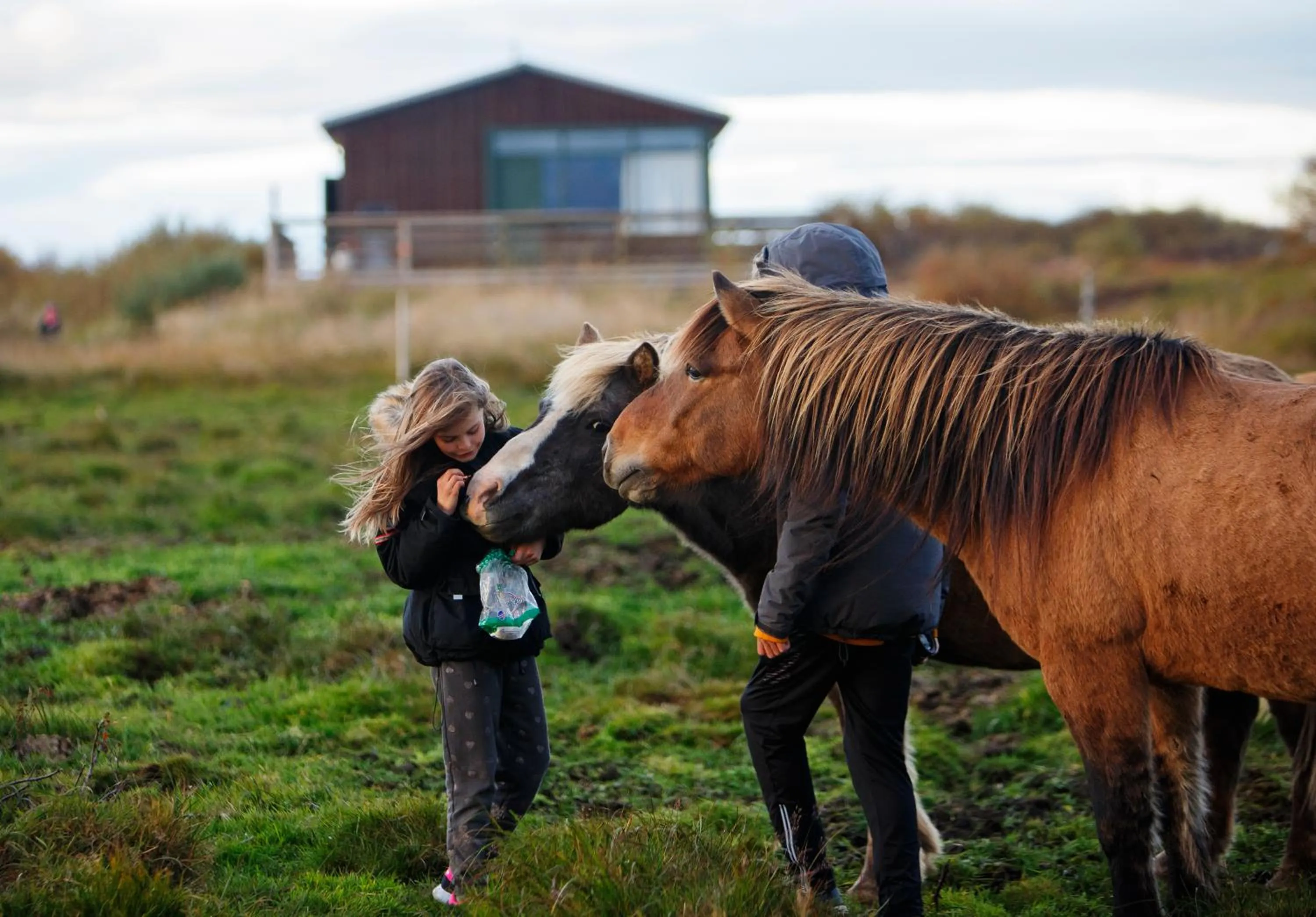 Horse-riding in Hestaland Guesthouse Horse Farm Stay