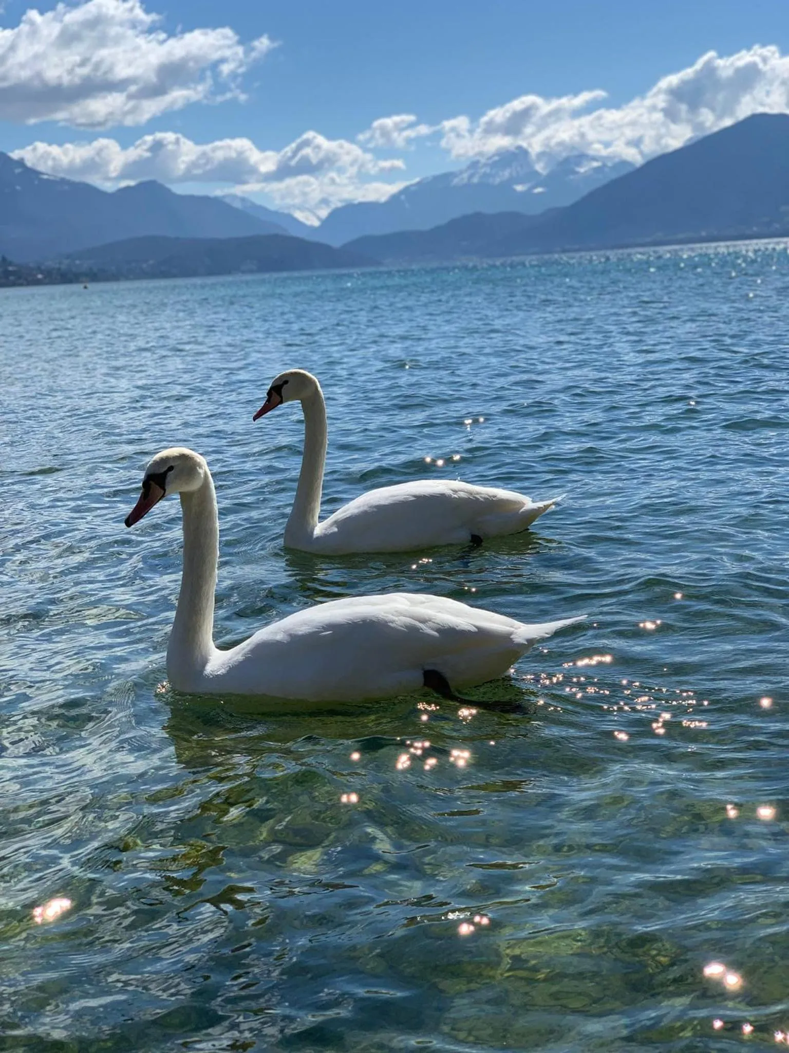 Animals in Hôtel Beauregard, The Originals Relais