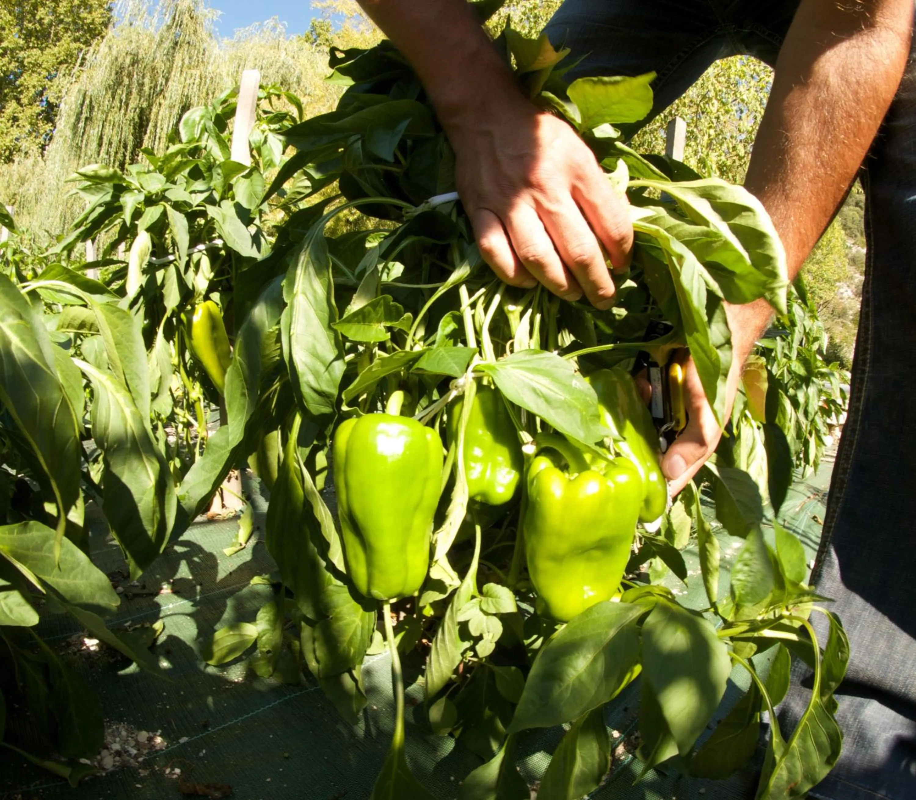 Garden in Logis Hôtel Restaurant du Parc