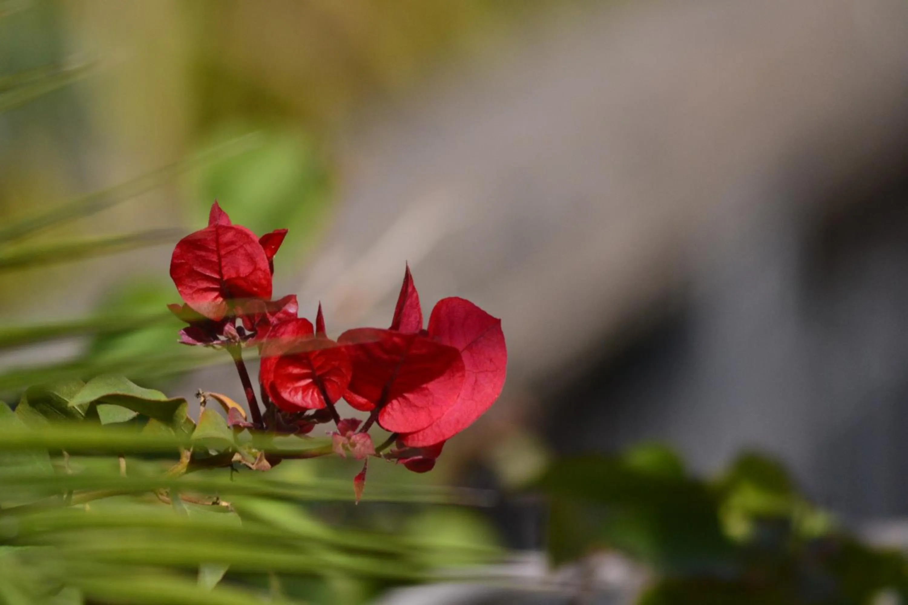 Spring in Riad Hôtel Belleville Marrakech