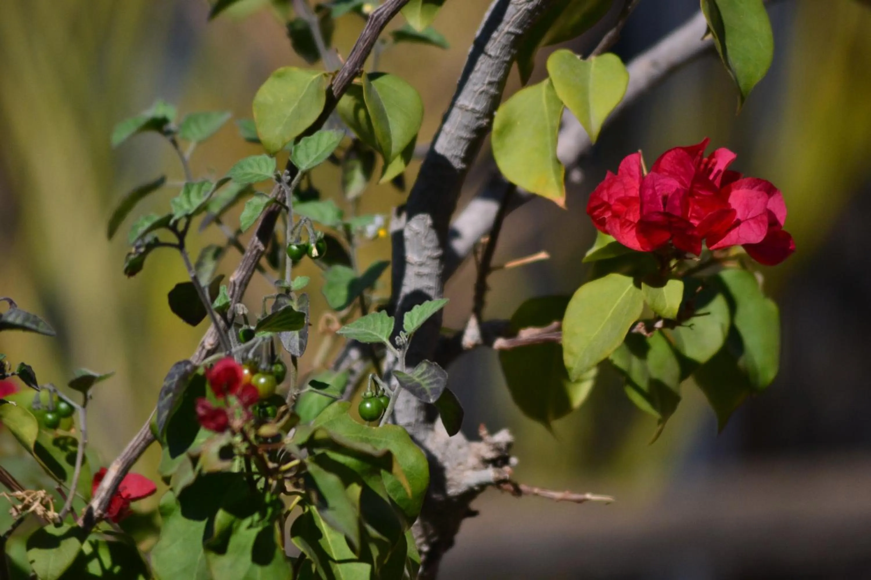 Day in Riad Hôtel Belleville Marrakech