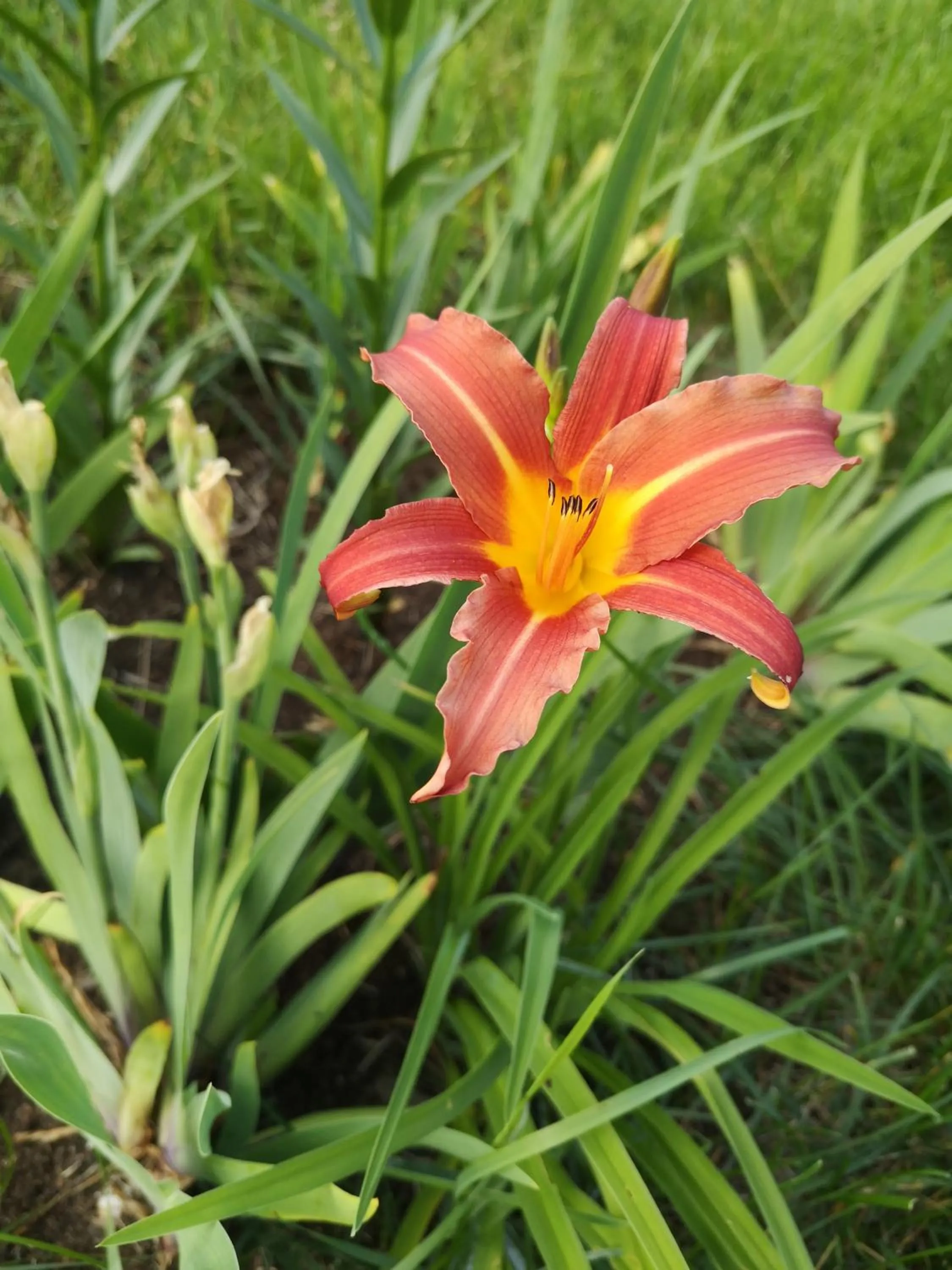 Garden in Au Cachalot Caché le gîte hôtel
