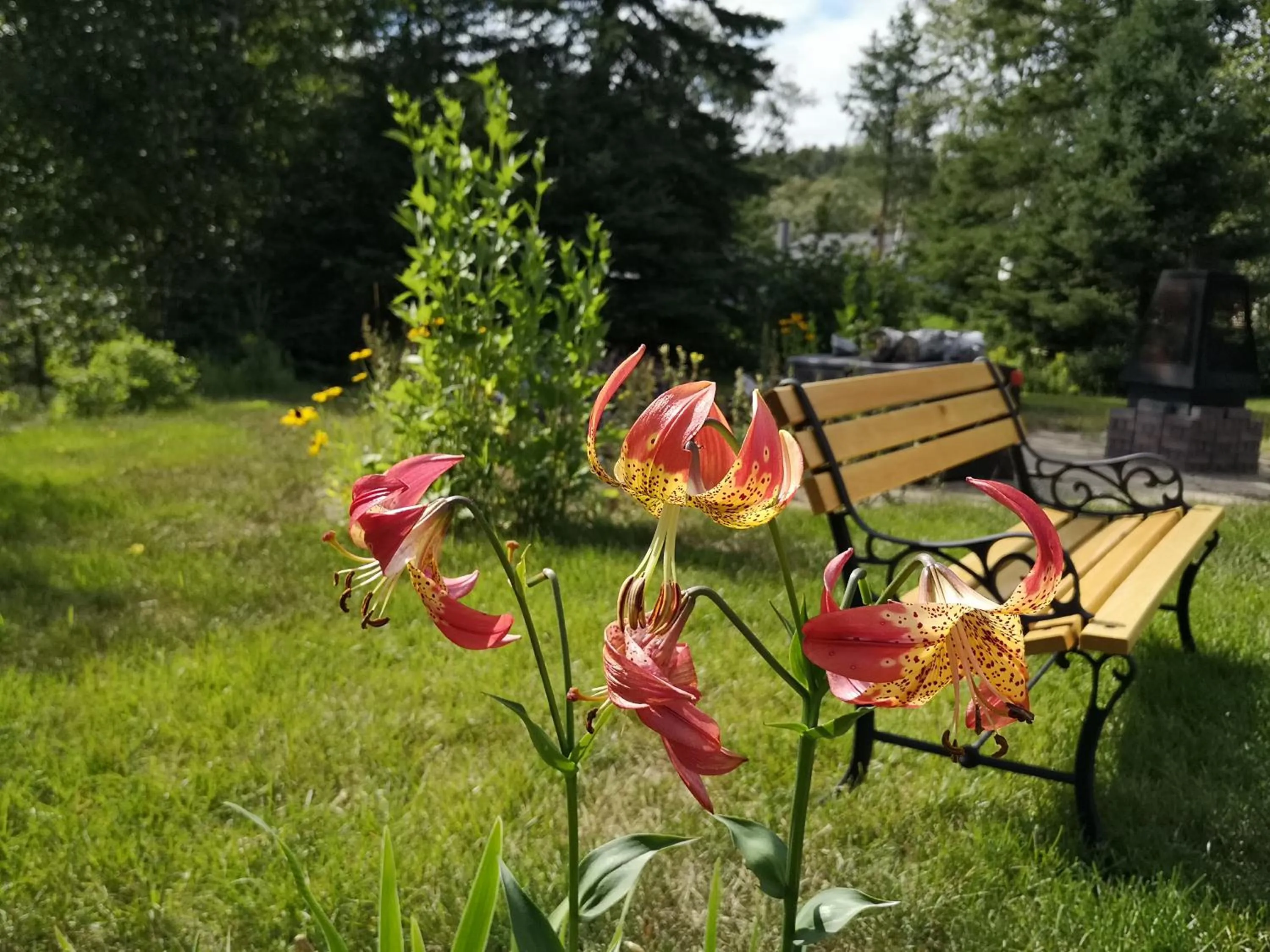 Garden in Au Cachalot Caché le gîte hôtel