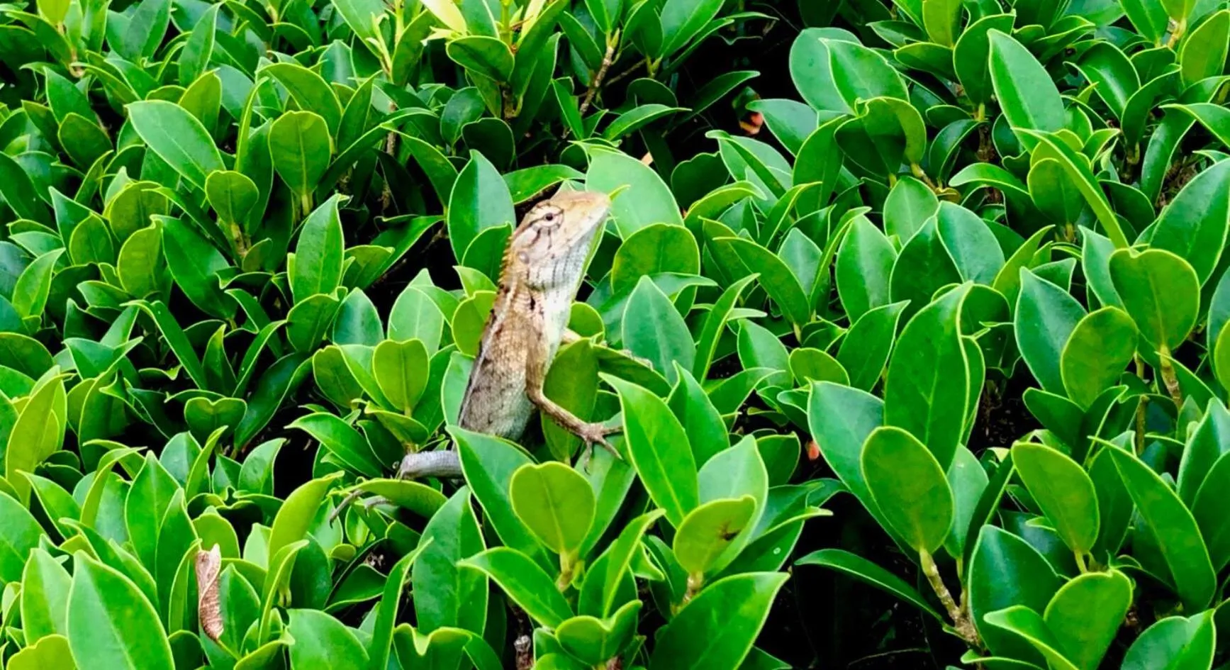 Koh Phangan Pavilions Serviced Apartments