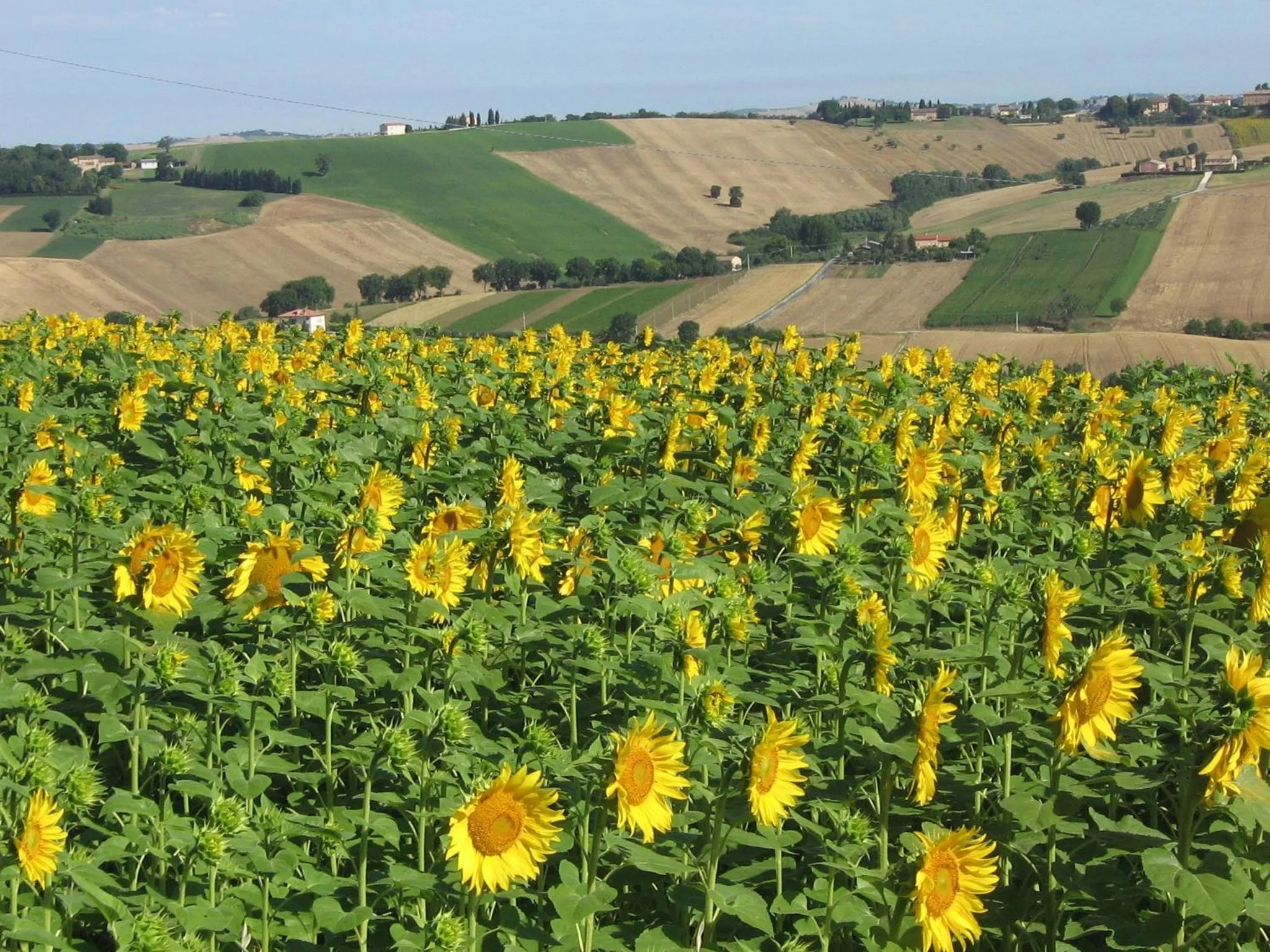 Summer in Il Giardino Degli Ulivi