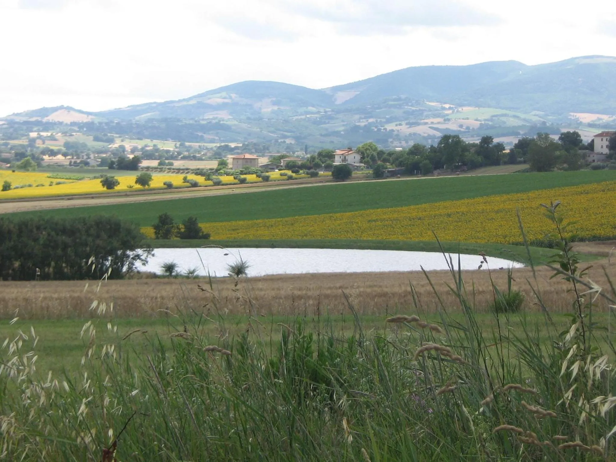Summer in Il Giardino Degli Ulivi