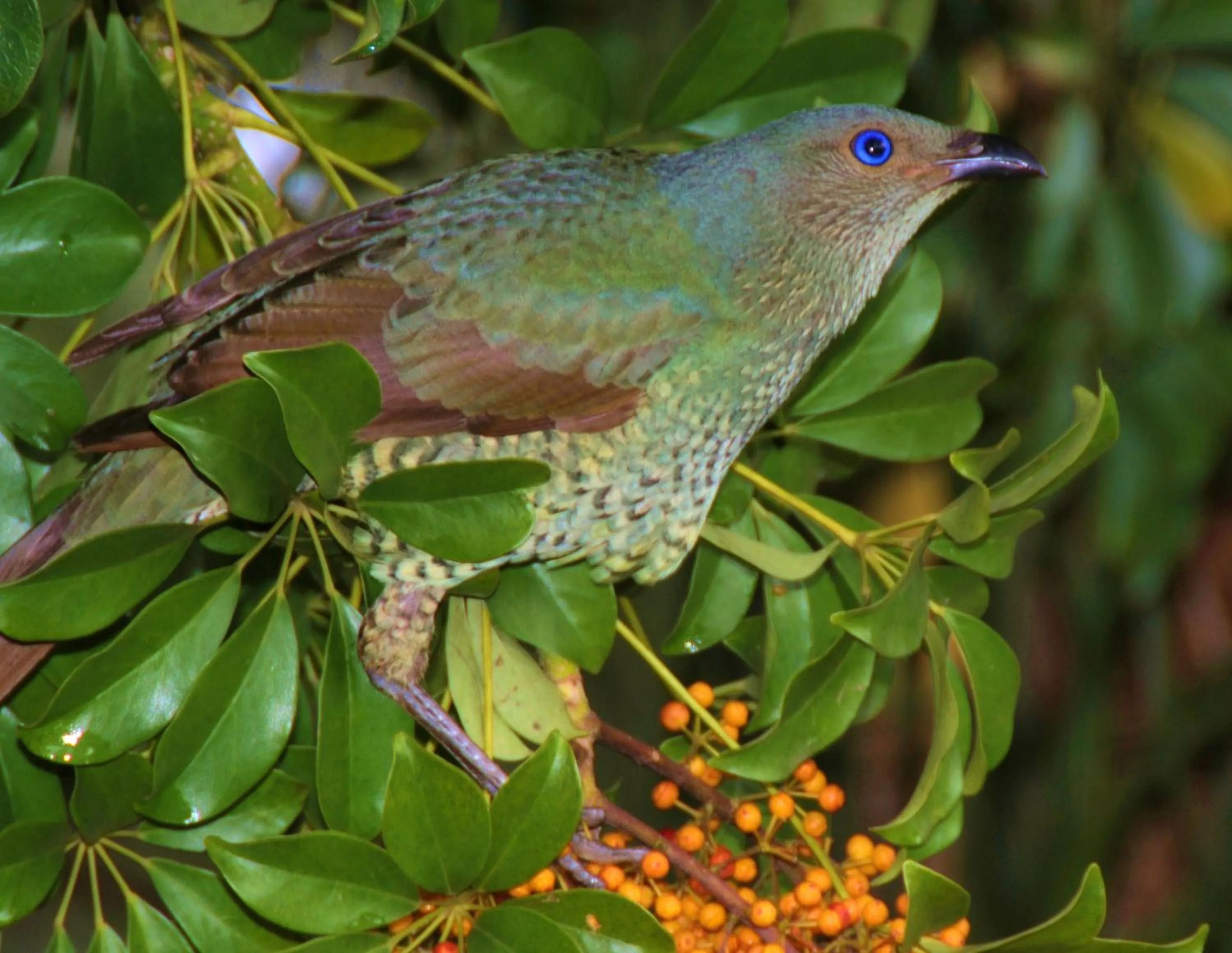 Garden in Yarrahapinni Homestead